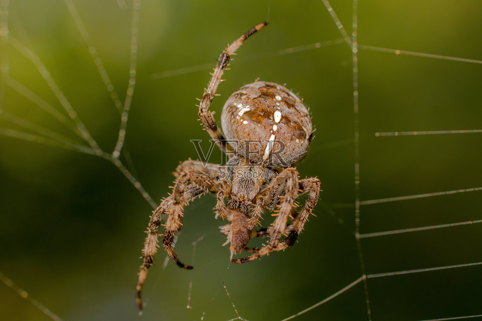 特写镜头展示一只大型棕色冠蛛在网中捕捉一只小木虱，背景为模糊的深绿色。照片摄影图片