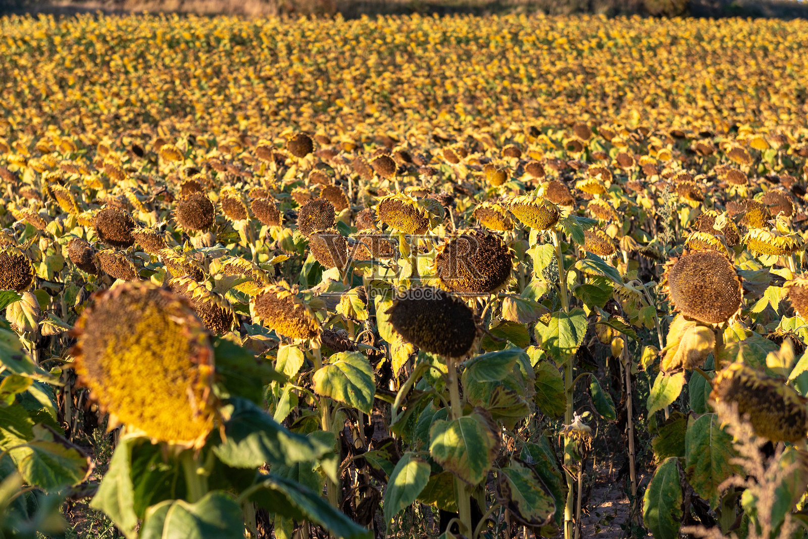田野中准备收割的向日葵。照片摄影图片