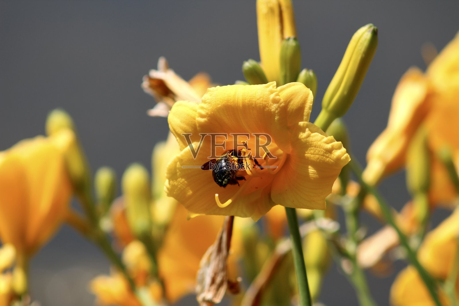 明亮的黄色花朵与蜜蜂照片摄影图片