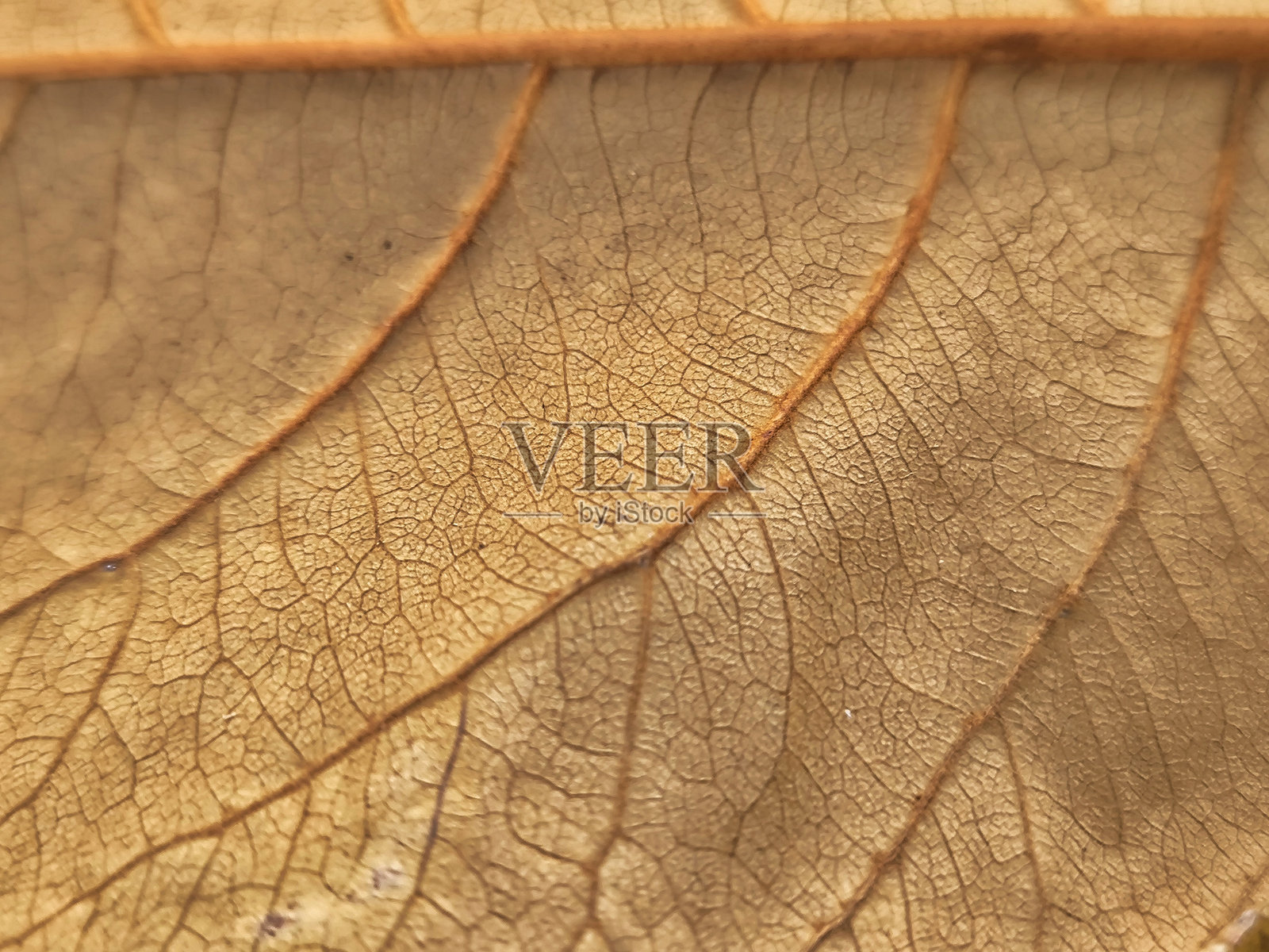 干枯的叶子纹理。印度杏树。秋天的叶子。无缝叶子背景照片摄影图片