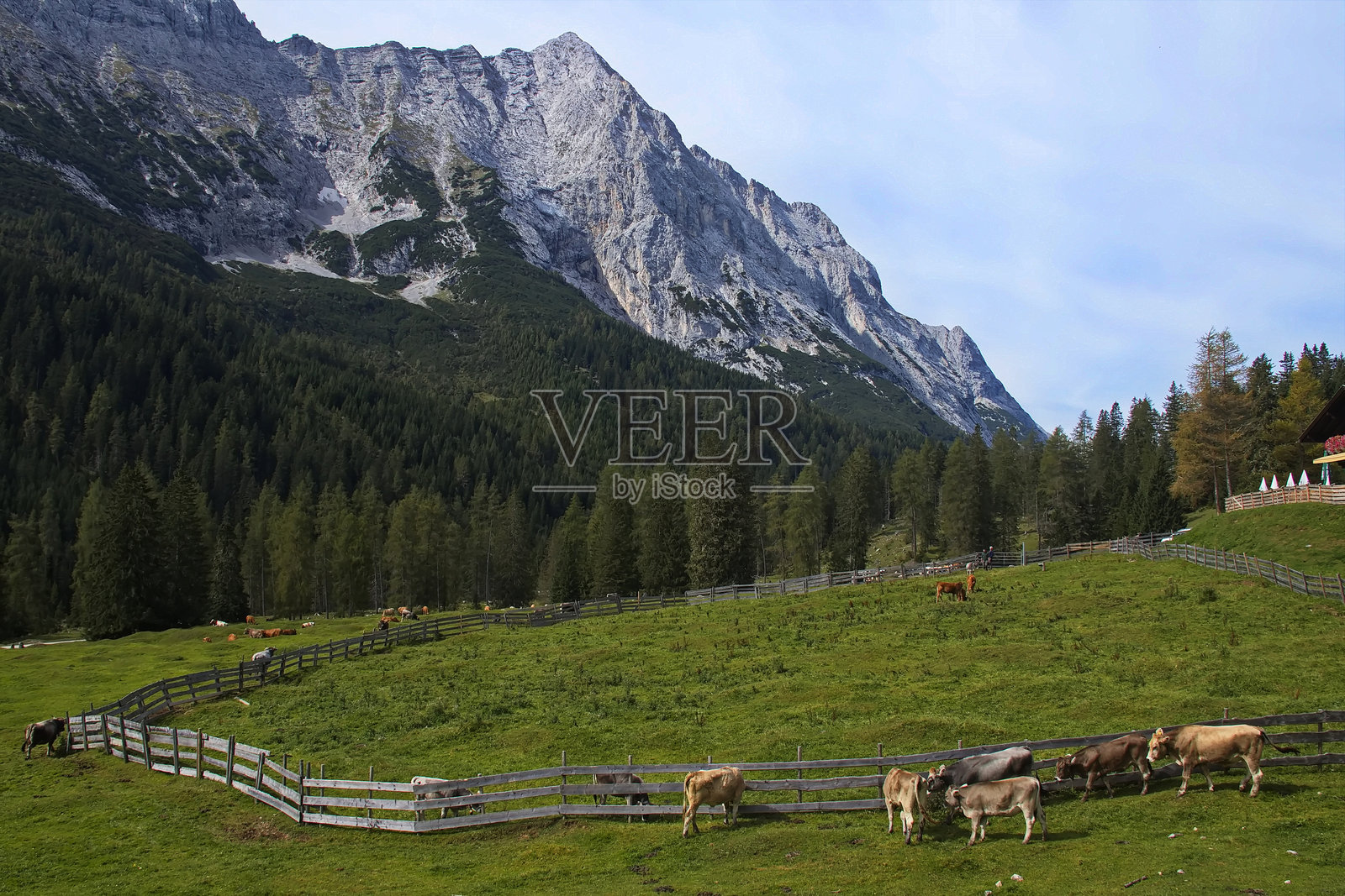 奥地利蒂罗尔州莱乌塔施的盖斯塔尔阿尔姆的牛群照片摄影图片
