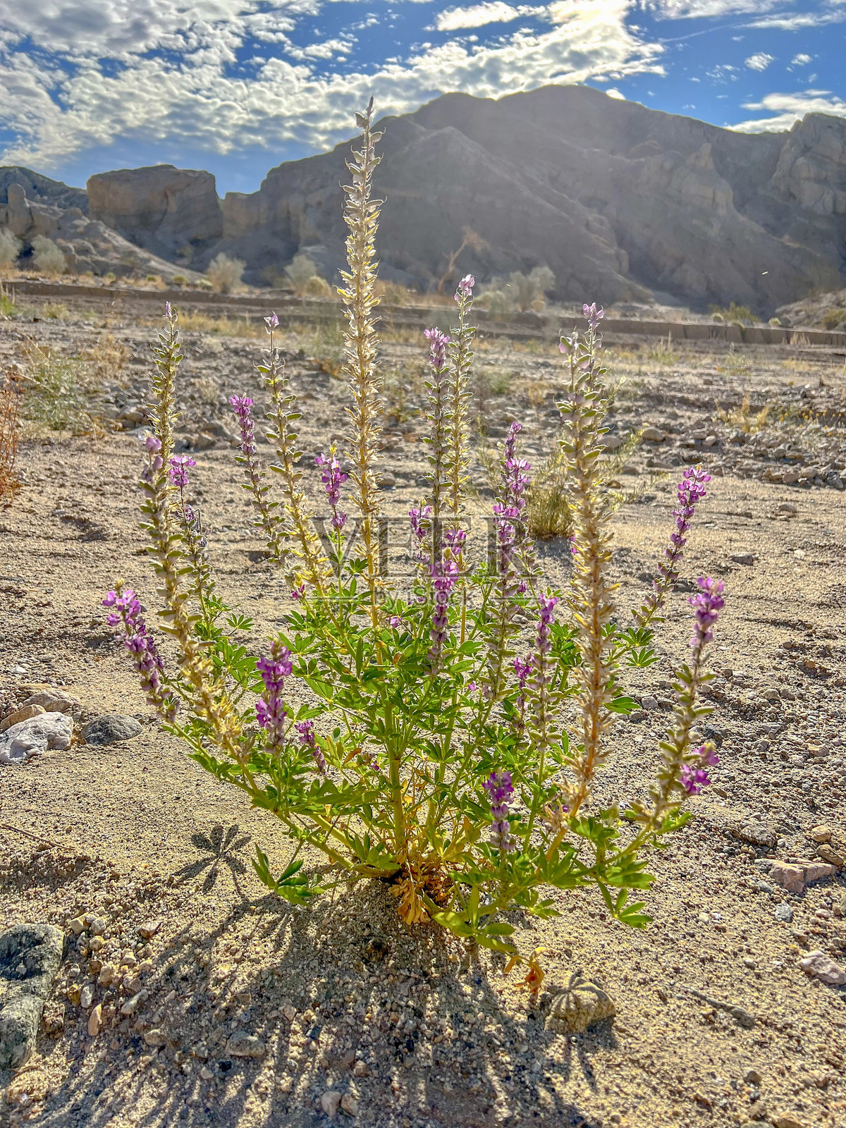 沙漠植被照片摄影图片
