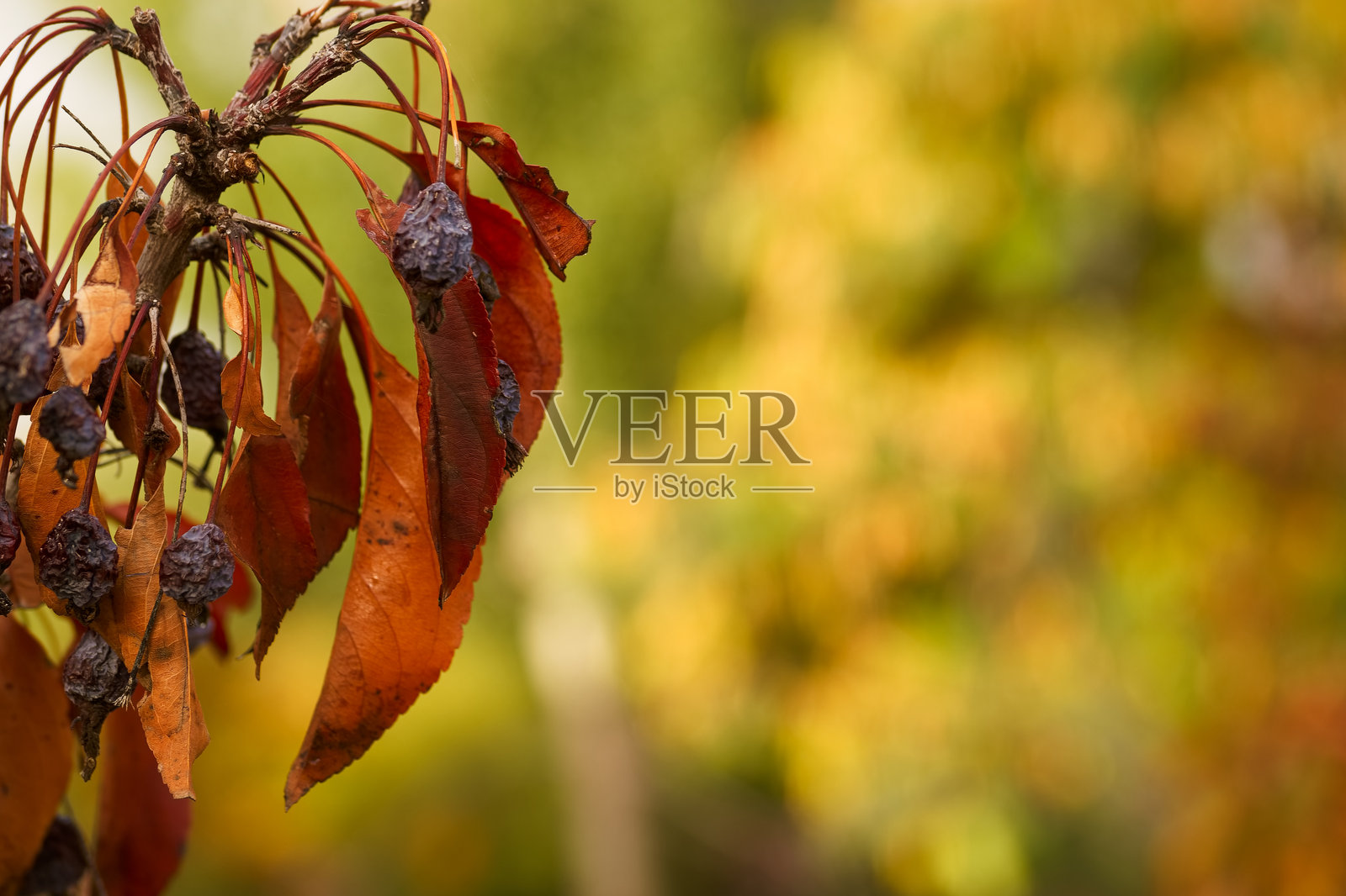 植物，图案，背景，秋天，色彩，植物学，自然，新鲜，光线，公园照片摄影图片
