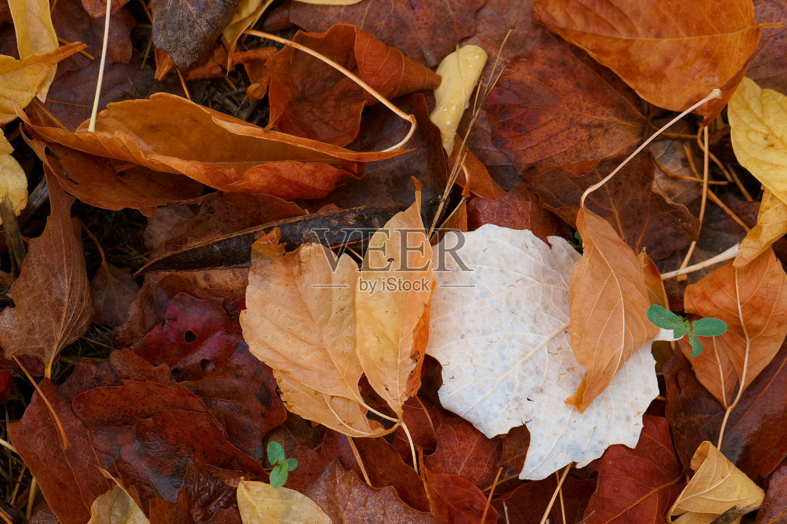 植物，图案，背景，秋天，色彩，植物学，自然，新鲜，光线，公园照片摄影图片