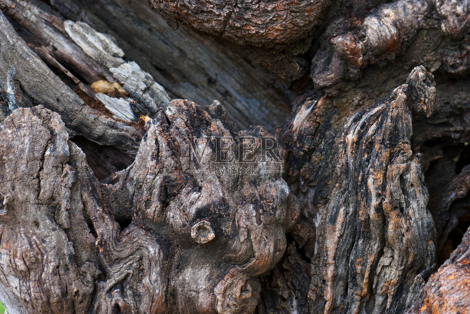 木材，图案，背景，年轮，自然，古老，公园，树木，植物学，公园照片摄影图片