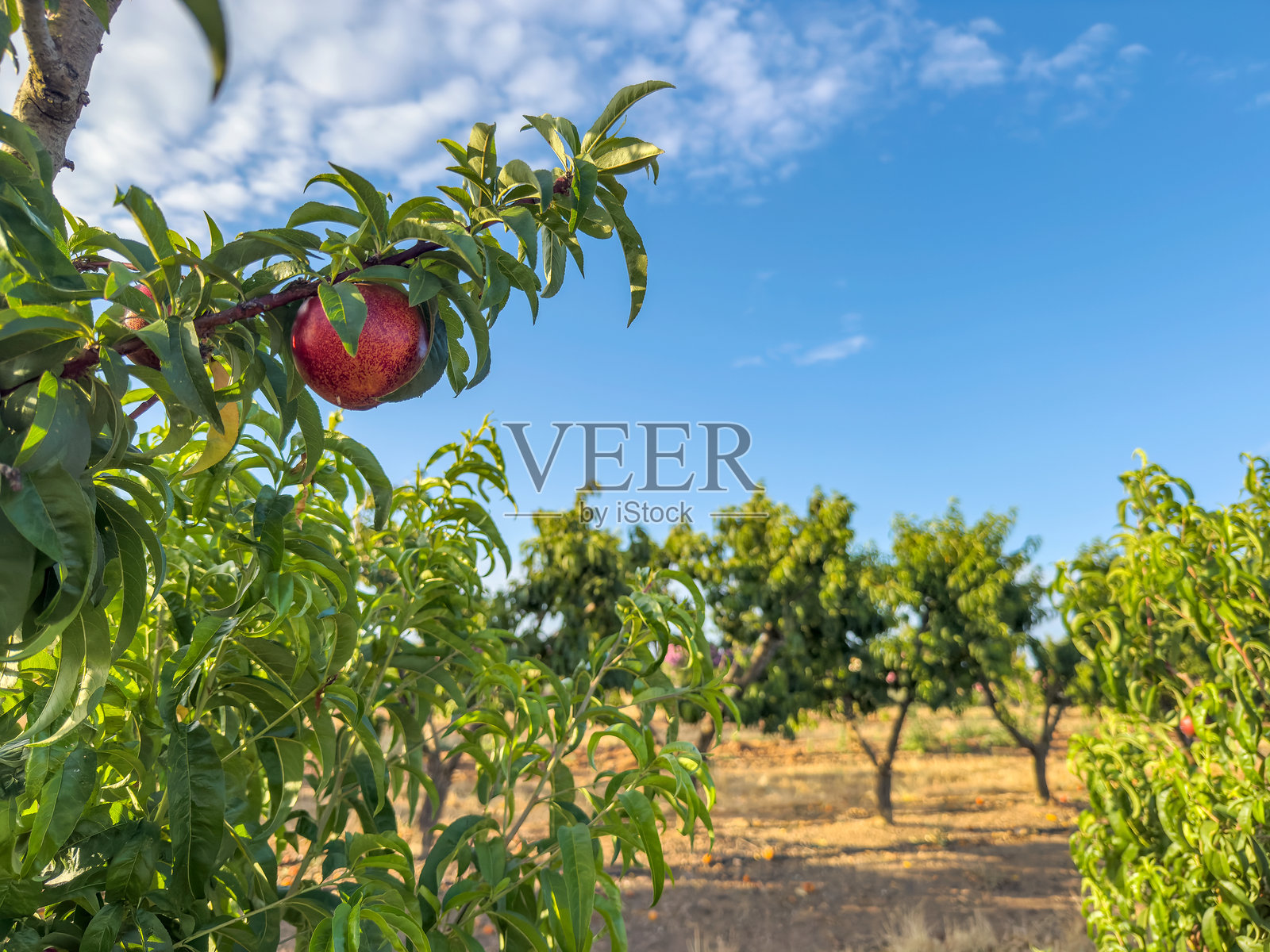 傍晚时分树上的美丽桃子。照片摄影图片