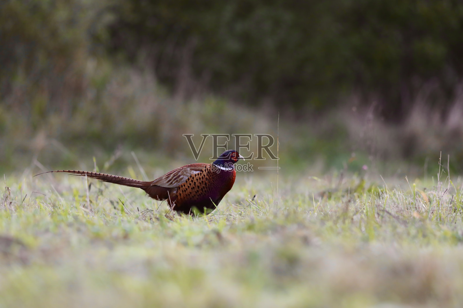 雄性雉鸡 (Phasianus colchicus)照片摄影图片
