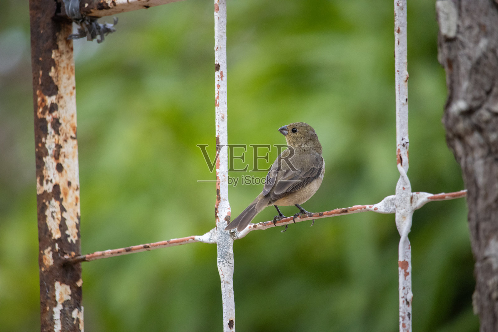 爸爸草照片摄影图片