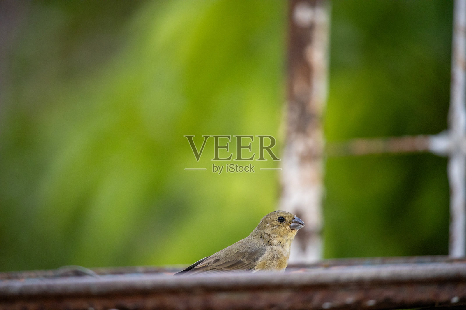 爸爸草照片摄影图片