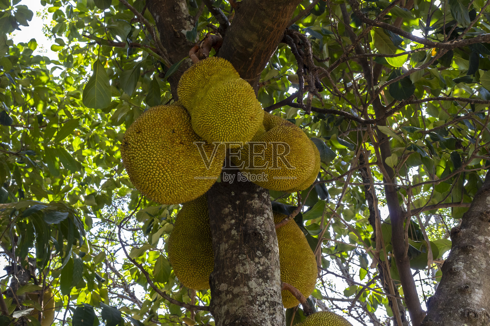 树上挂着的菠萝蜜照片摄影图片
