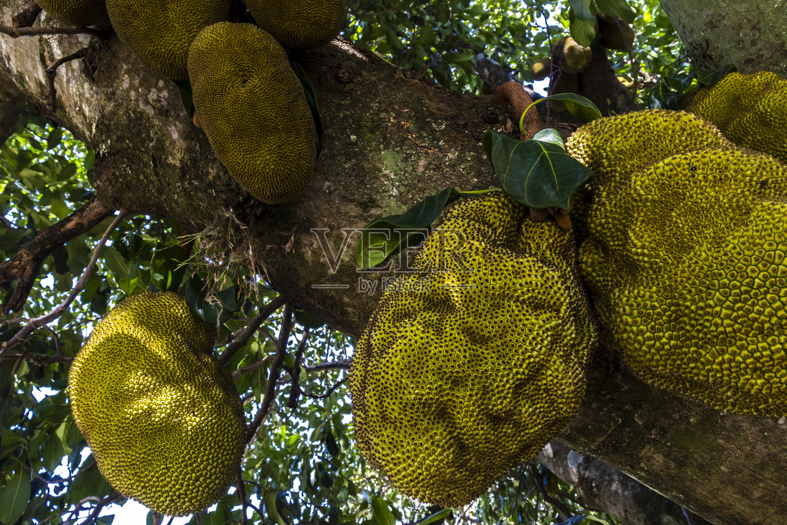 树上挂着的菠萝蜜照片摄影图片