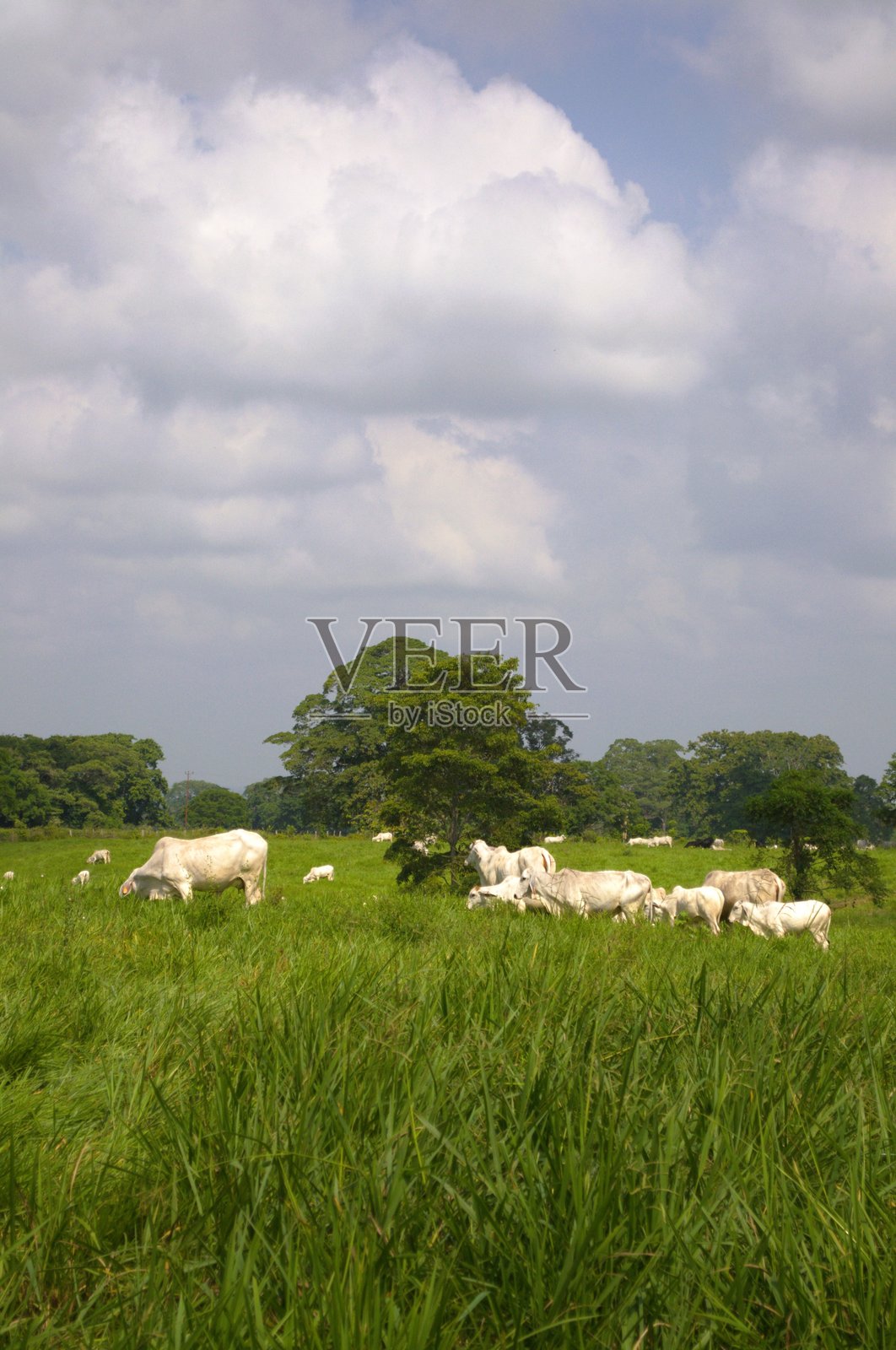 塔奇拉州的平原和山脉照片摄影图片