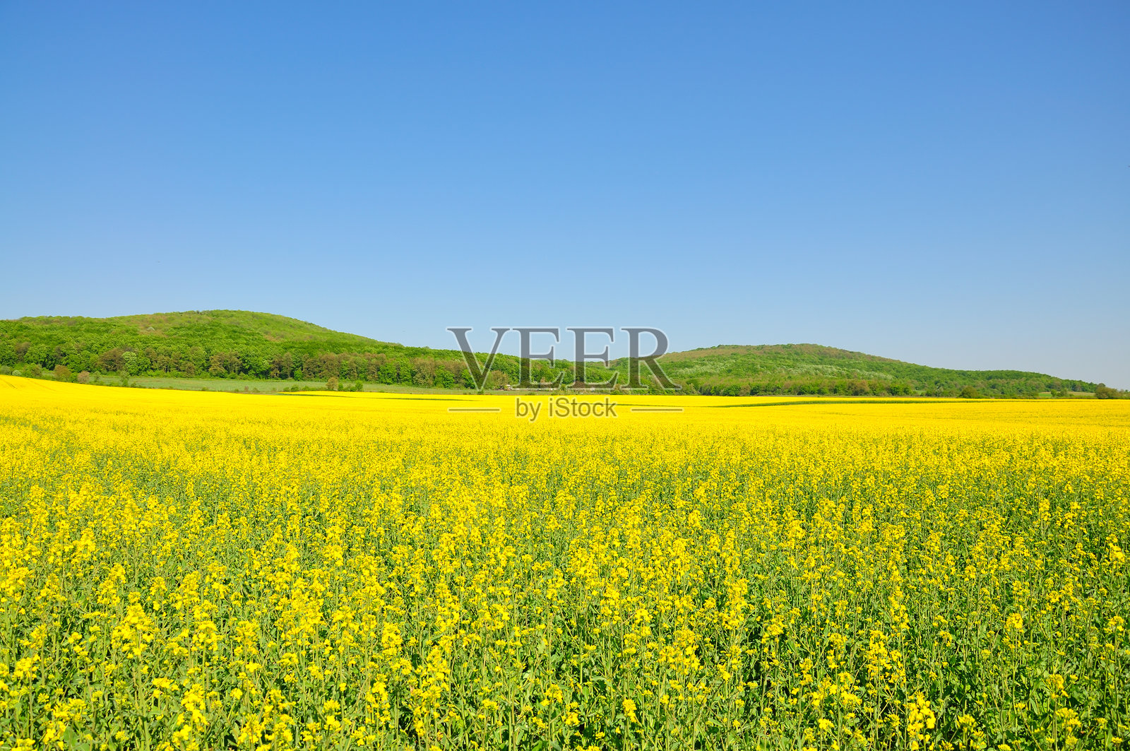盛开的花朵照片摄影图片