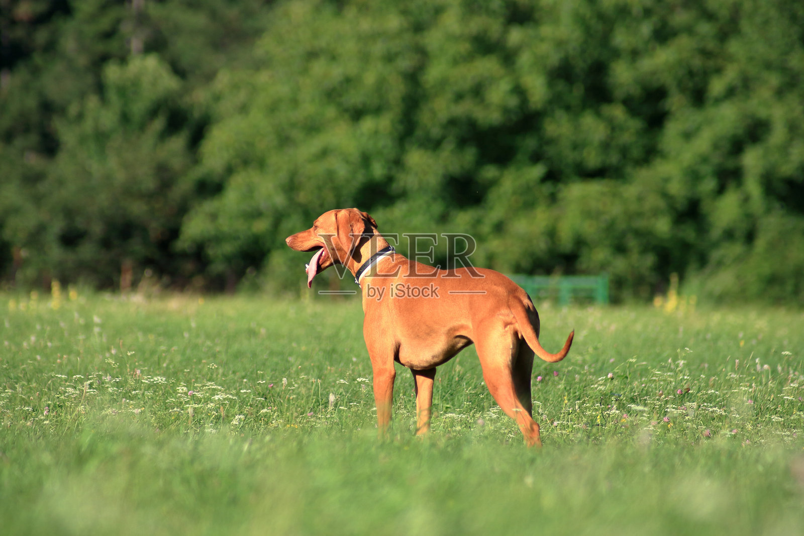 草地上的游戏。照片摄影图片