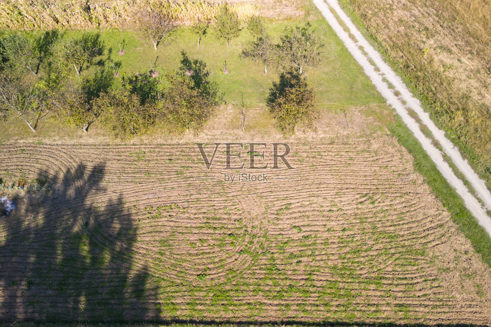 鸟瞰生机勃勃的农田，整齐排列的作物行和零星的树木在晴朗的蓝天下。照片摄影图片