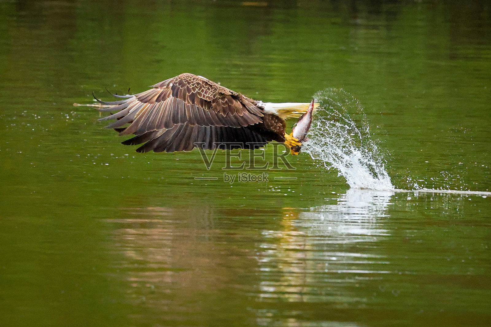 秃头鹰捕获一条鱼照片摄影图片