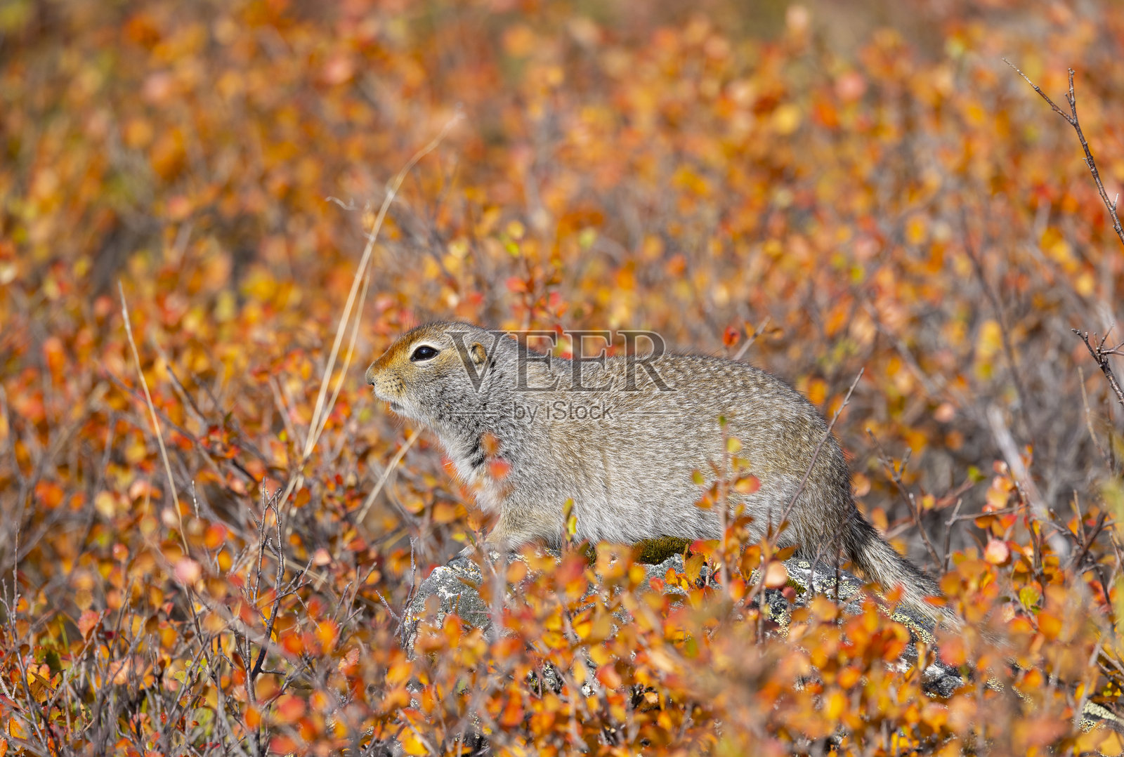 阿拉斯加德纳利国家公园的秋季北极地鼠照片摄影图片