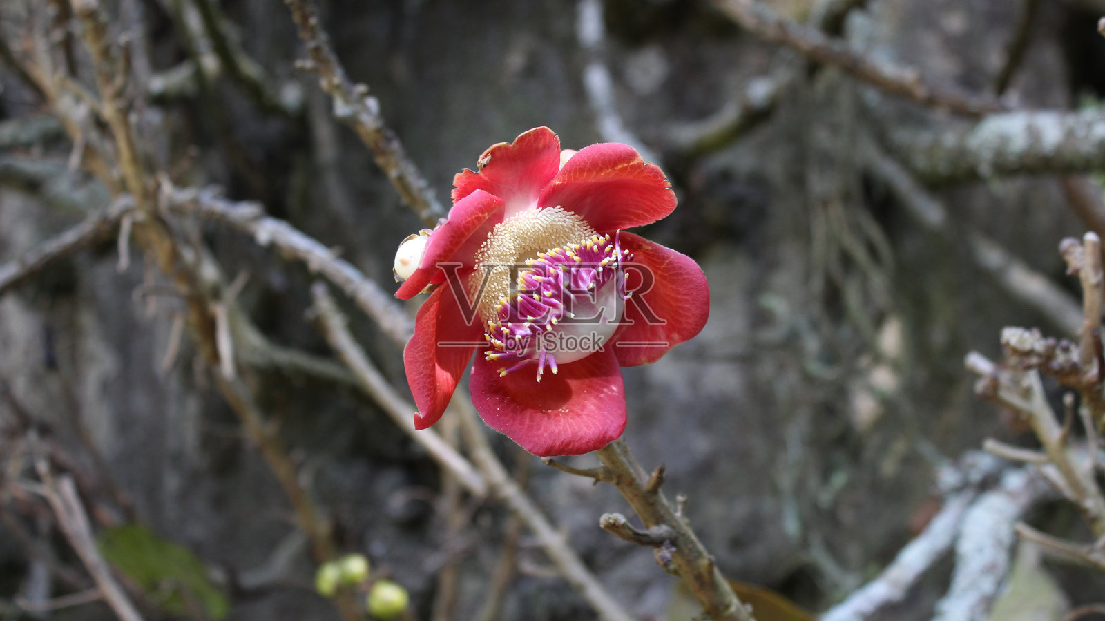 花朵照片摄影图片