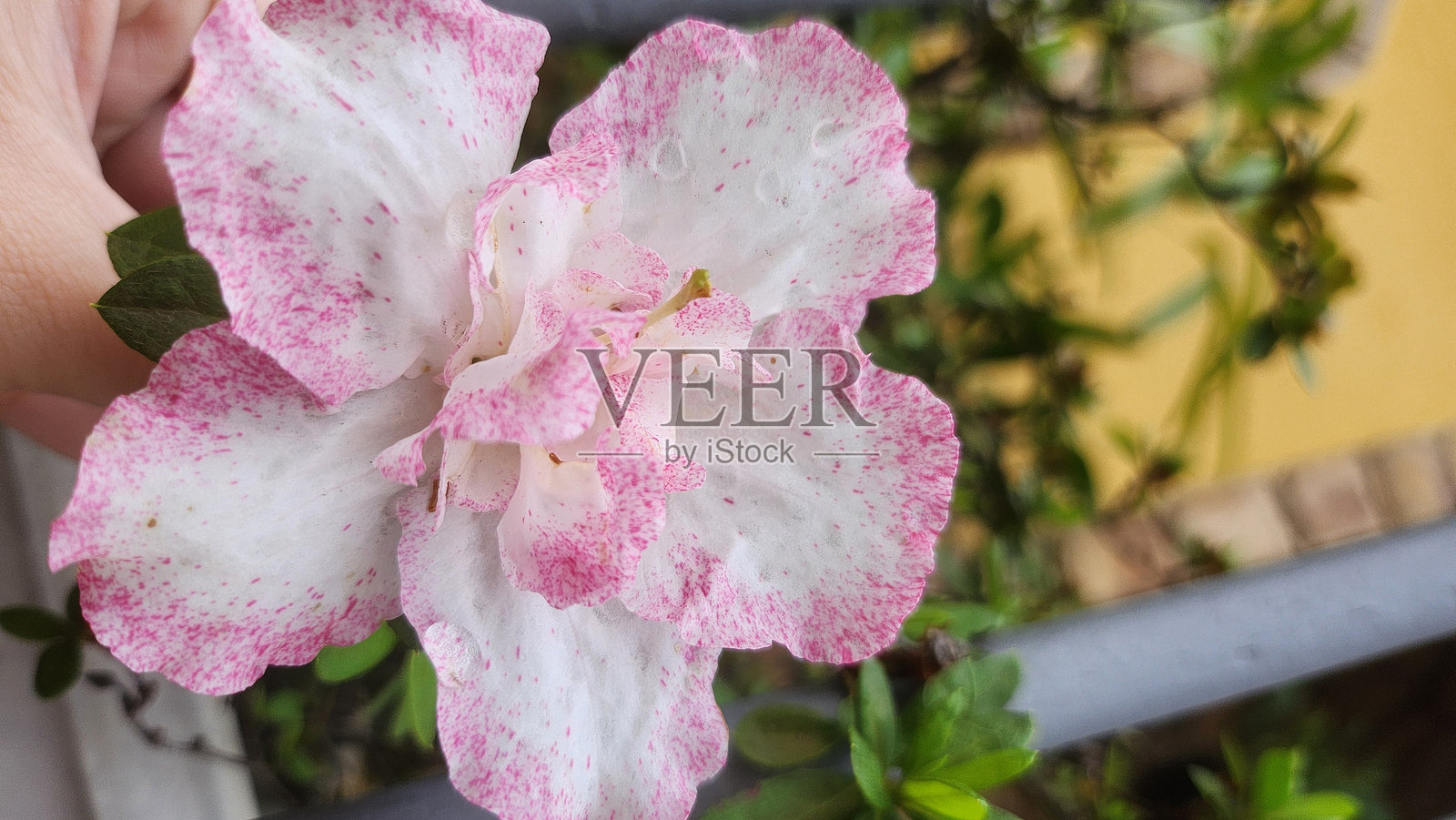 花卉照片摄影图片