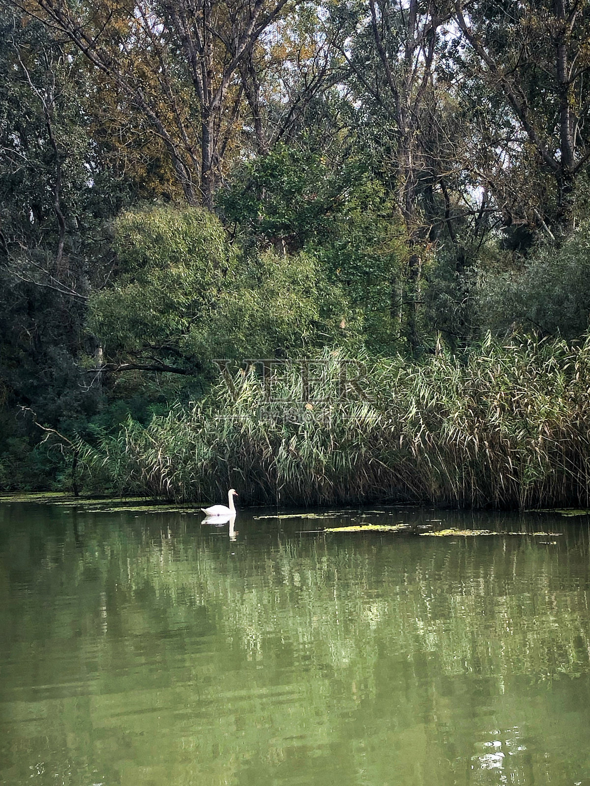 远处拍摄的游泳白天鹅照片摄影图片