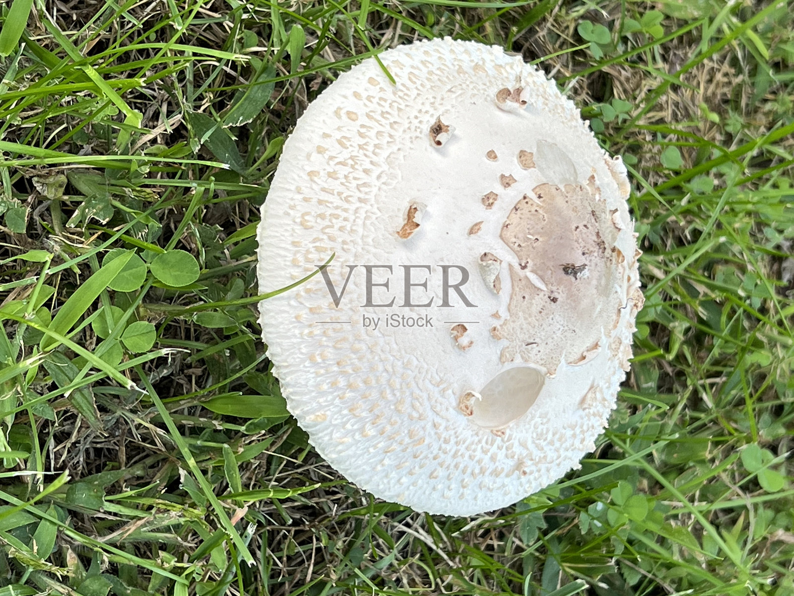 田野中的蘑菇照片摄影图片