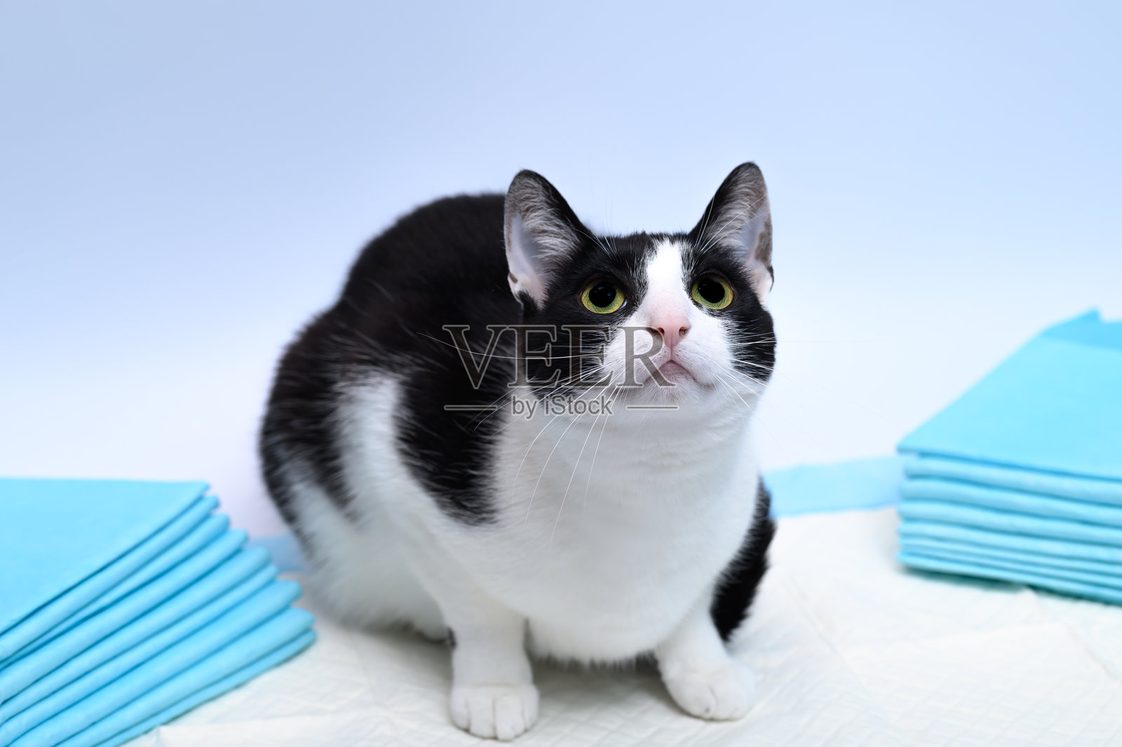 蓝白色棉质卫生垫，适用于失禁动物照片摄影图片