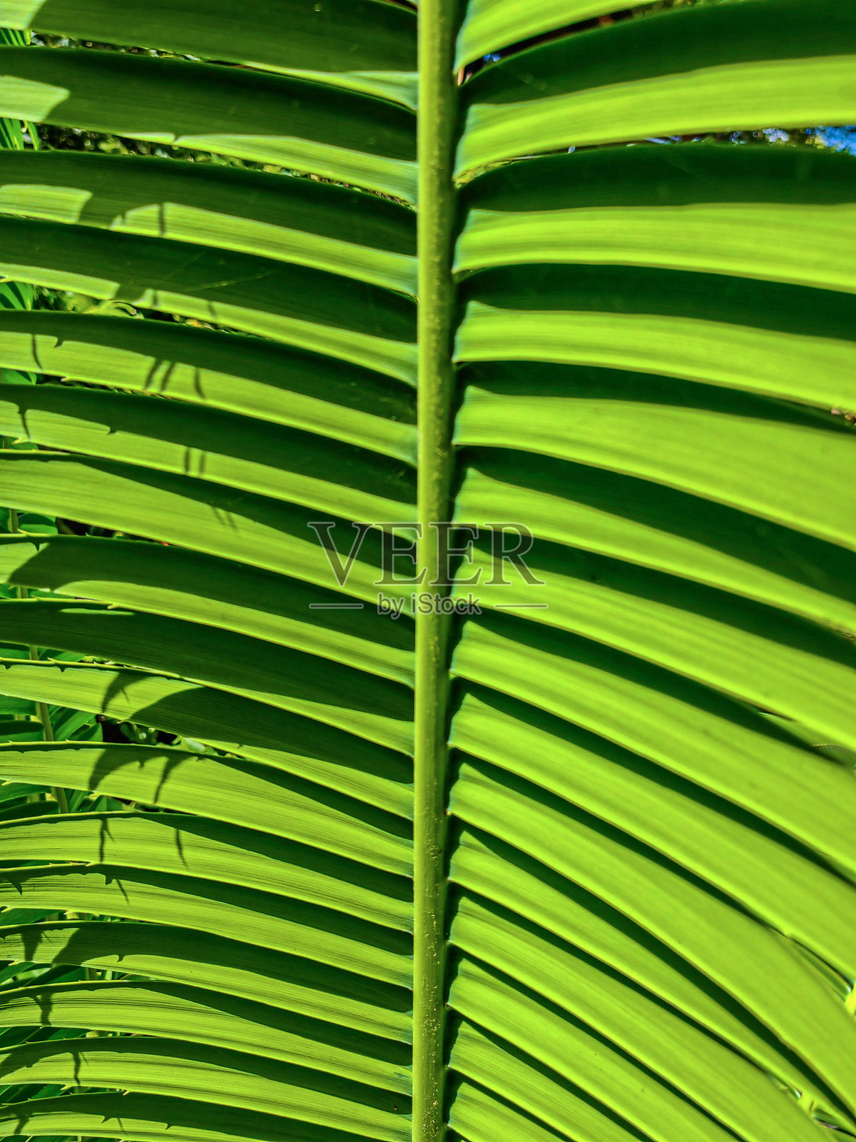 绿色棕榈叶图案背景照片摄影图片
