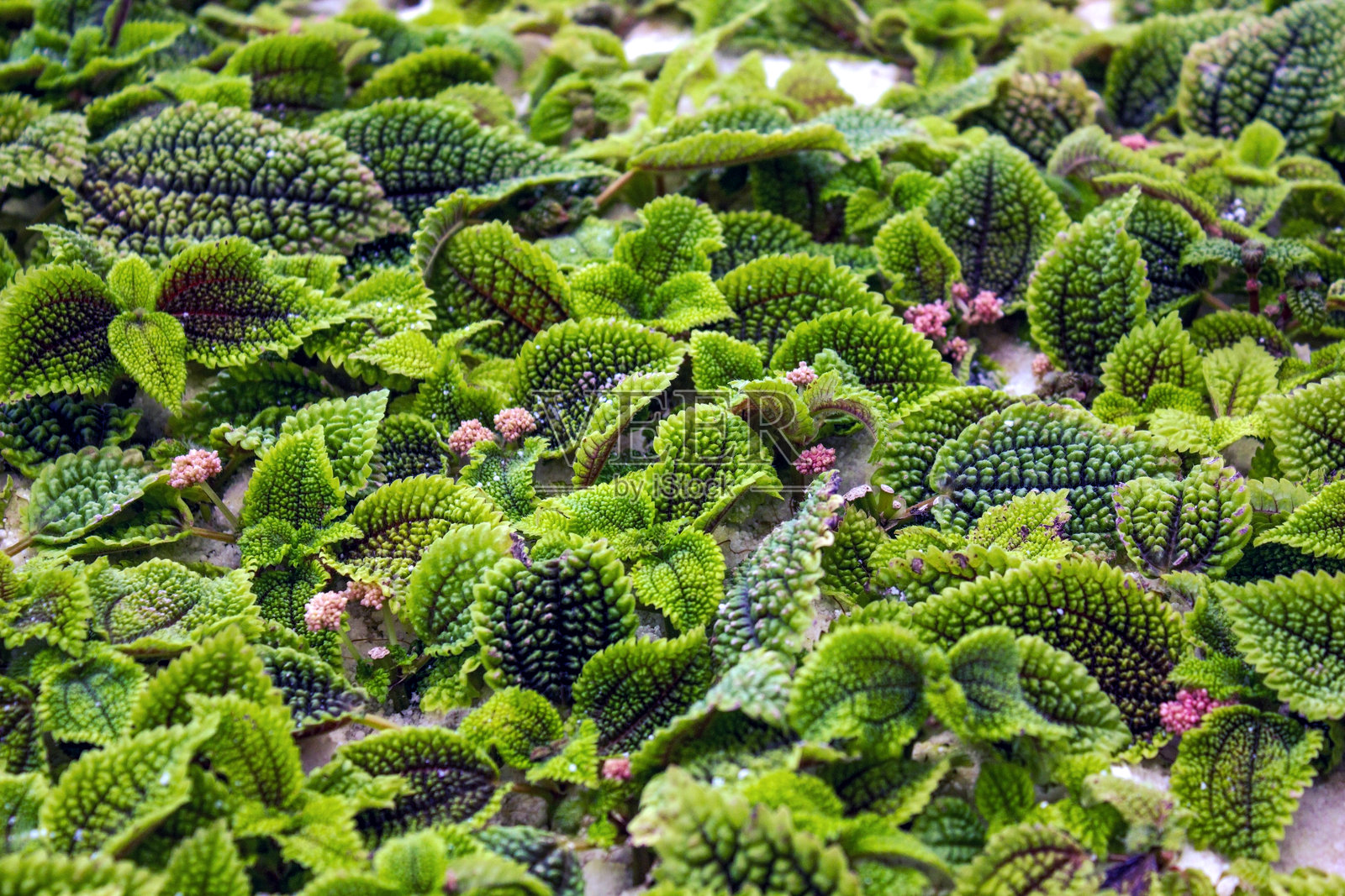 工业温室中Pilea involucrata 'Moon Valley'植物的特写，展示了它们质感丰富的绿色叶子和小巧的粉色花朵，正处于繁殖过程中。照片摄影图片