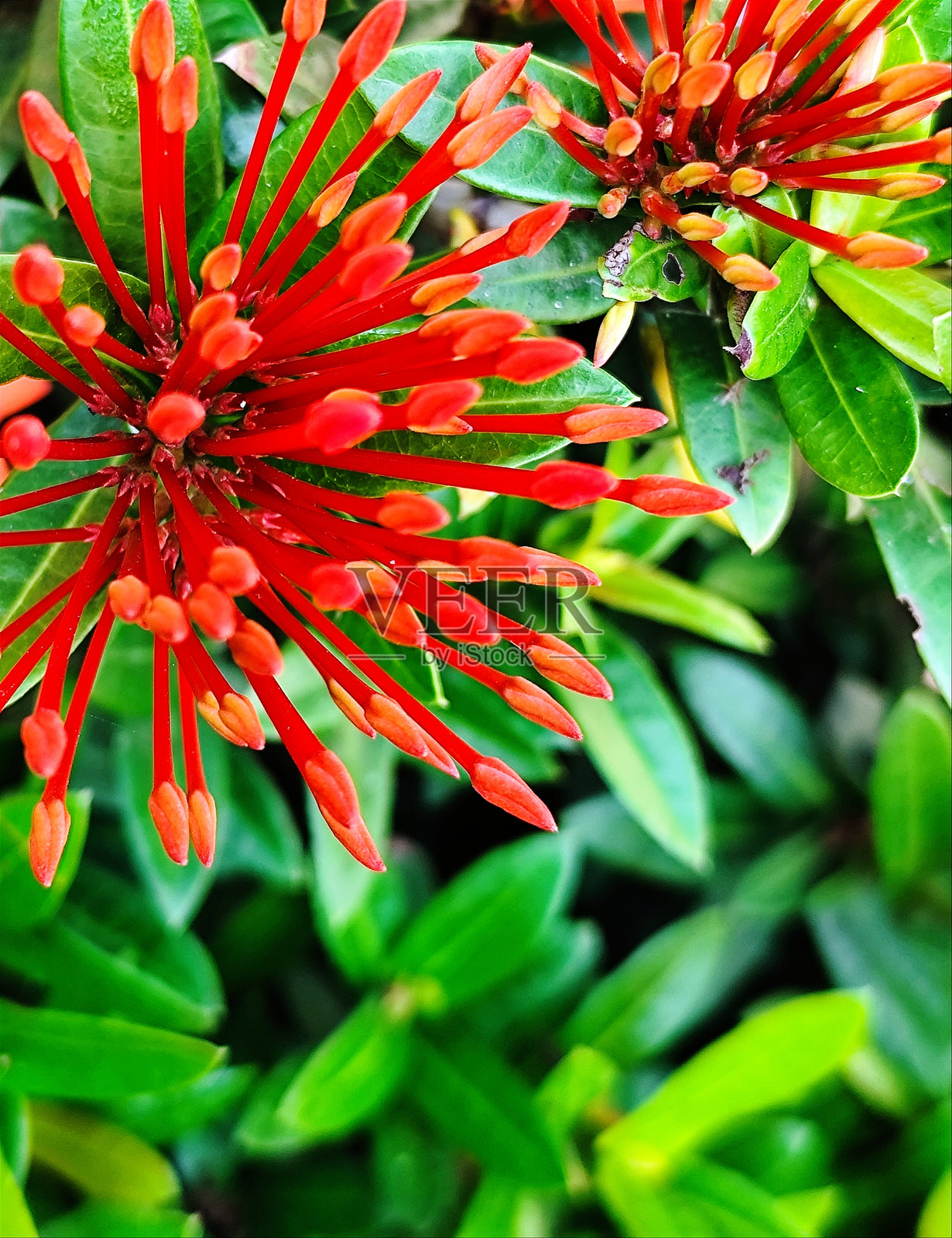 花园中的红色九重葛花照片照片摄影图片
