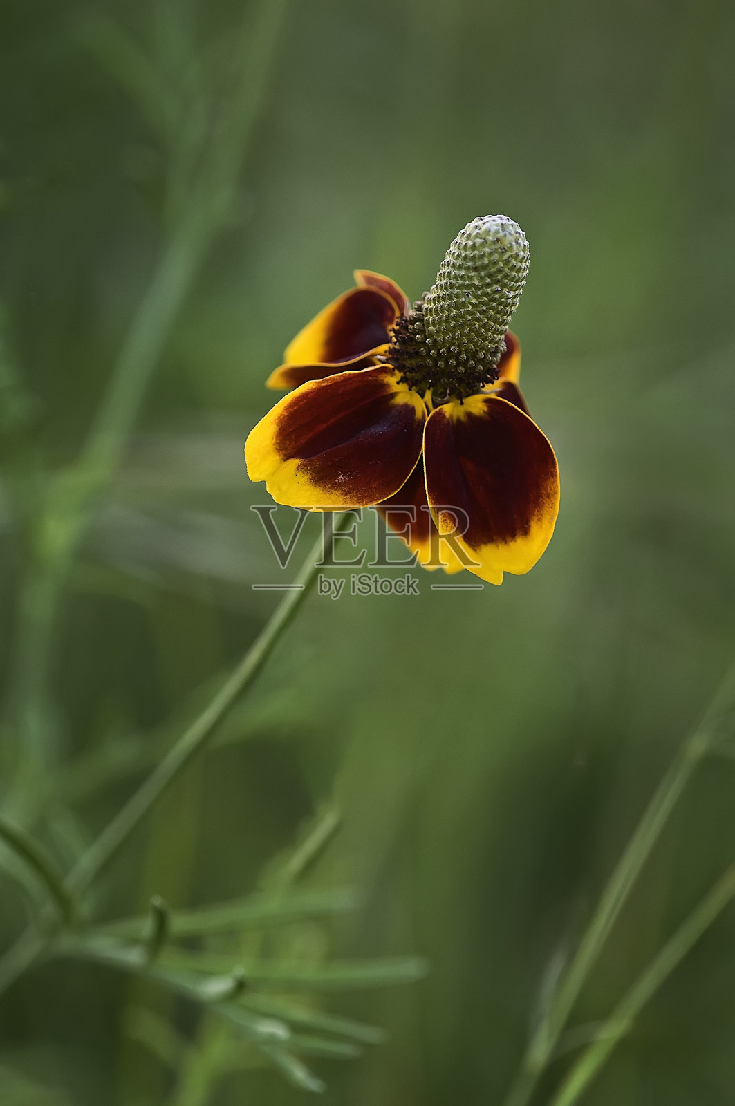 墨西哥帽花照片摄影图片