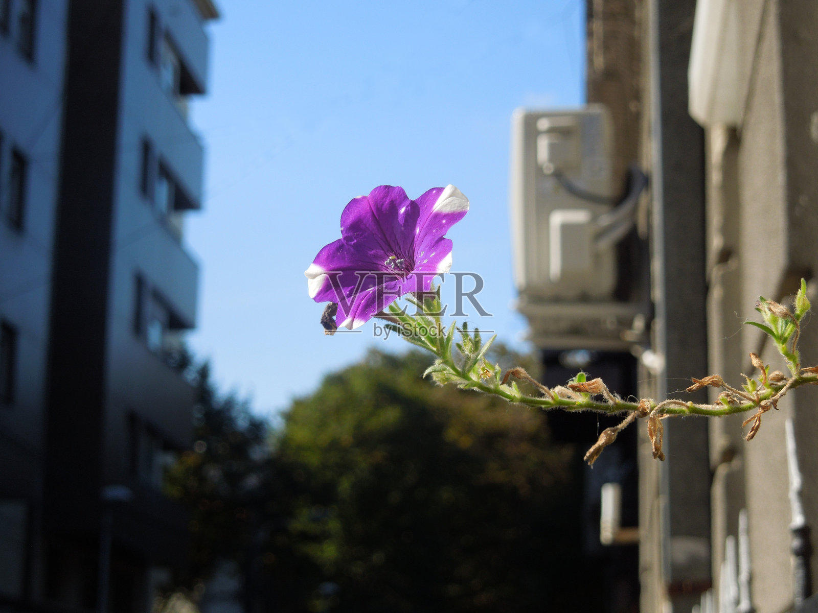 粉色花朵照片摄影图片