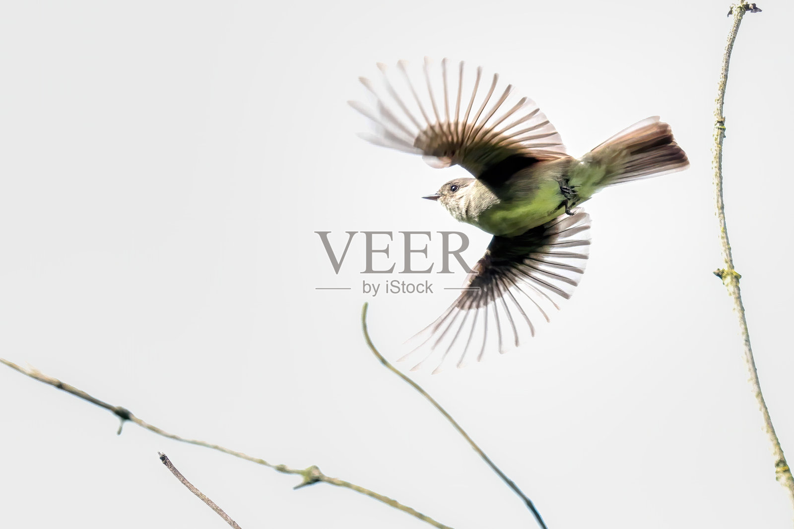 西方林鸲从树枝上起飞照片摄影图片