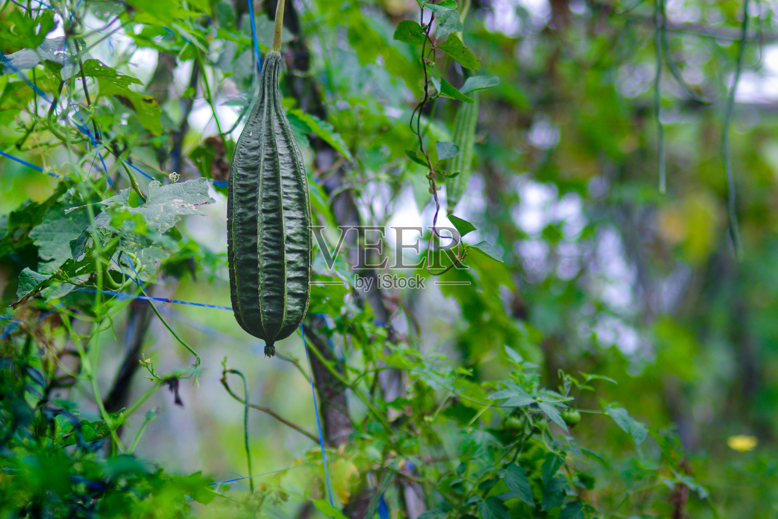 丝瓜挂在藤上，准备收获照片摄影图片