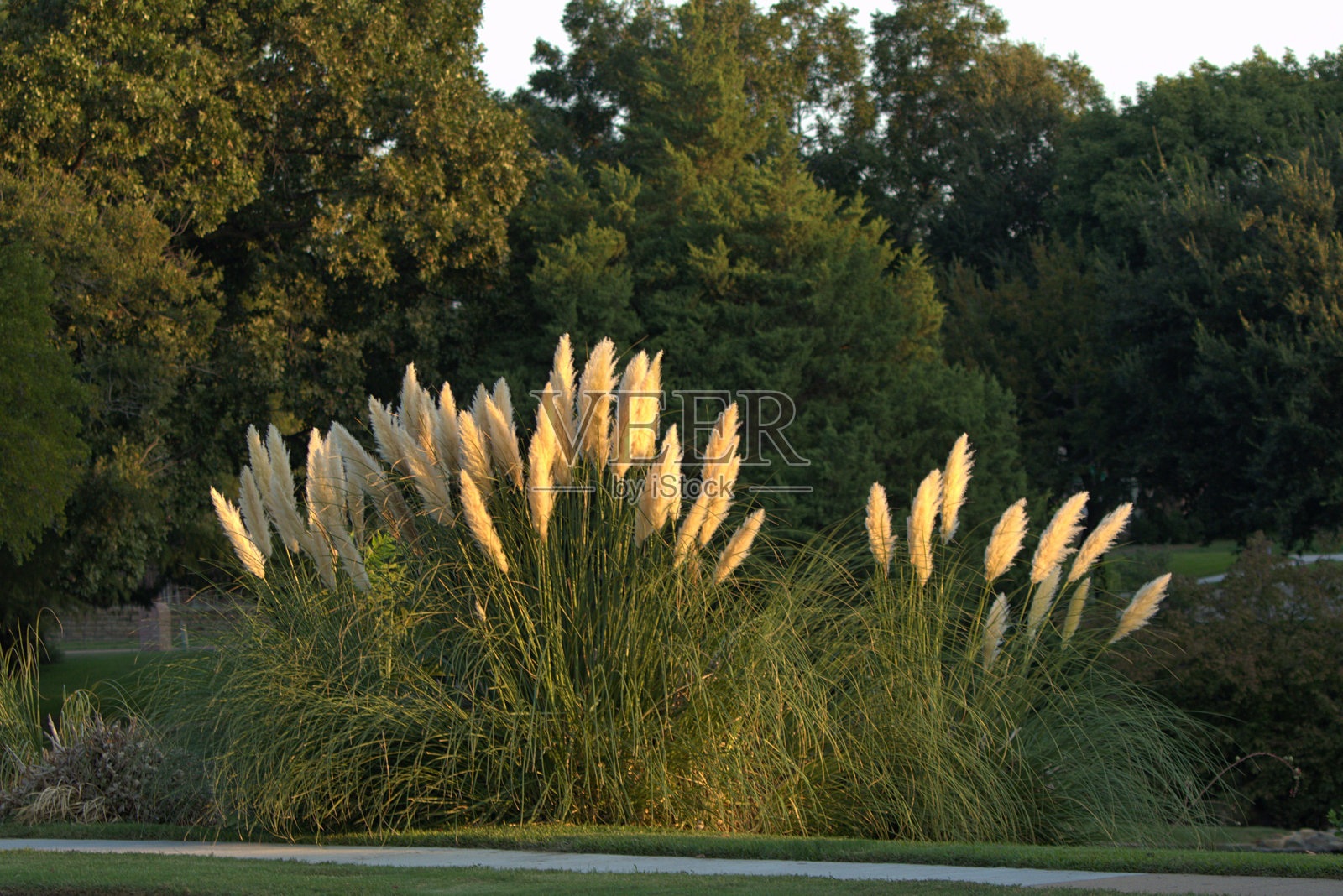 清晨阳光下的芦苇照片摄影图片