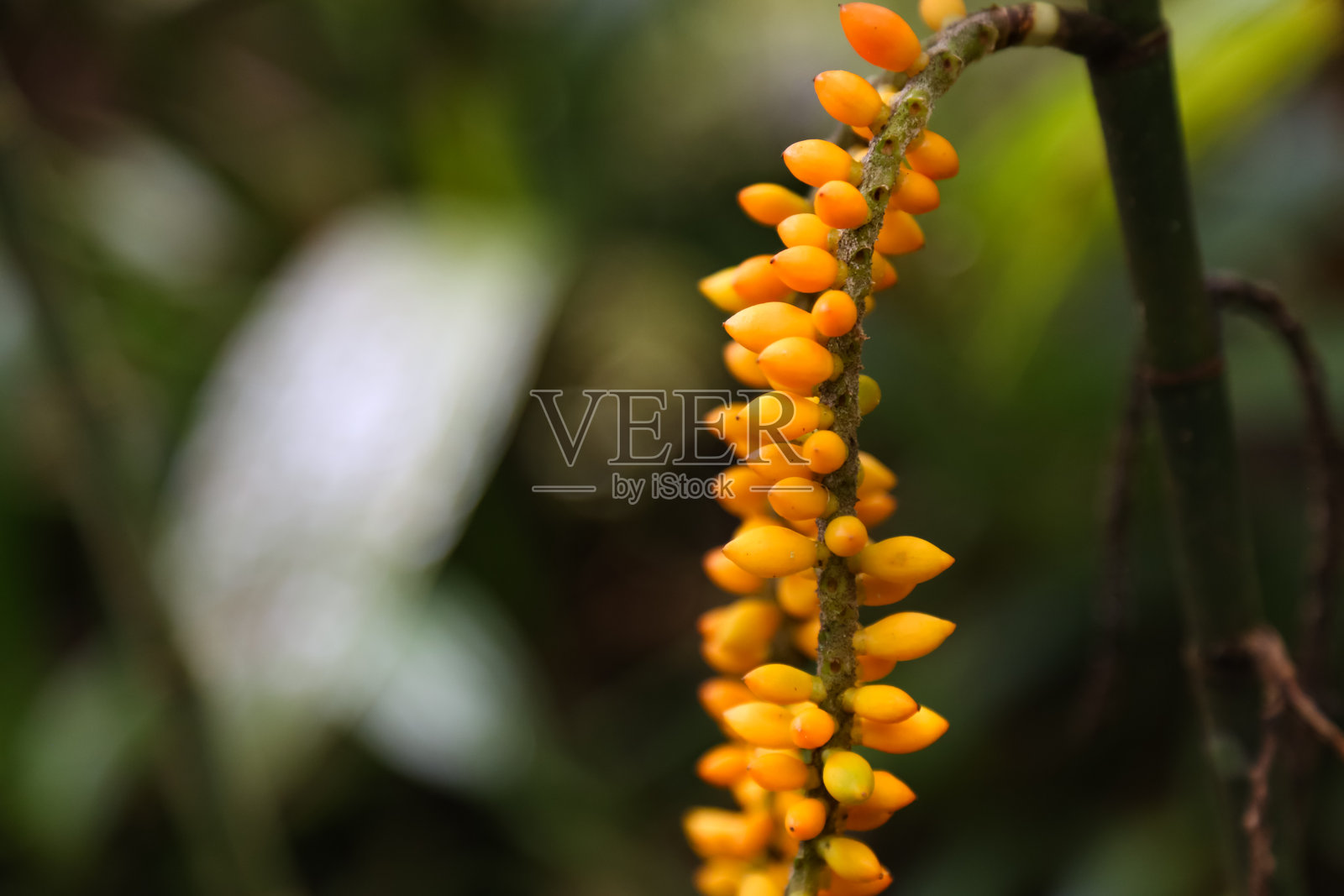 Pinanga pilosa照片摄影图片