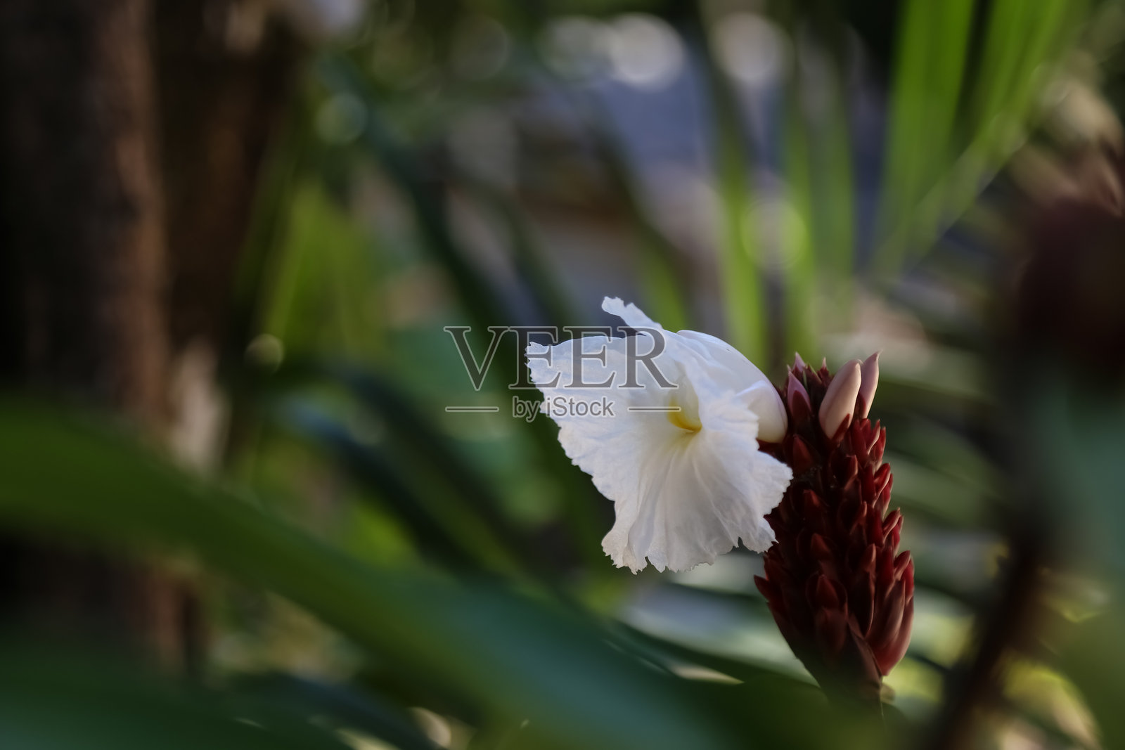 克雷普姜花照片摄影图片
