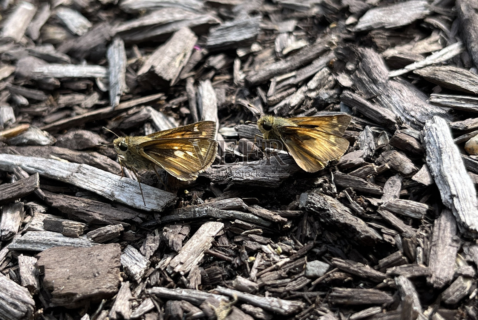 田野小斑蝶 Atalopedes campestris 排成一排照片摄影图片