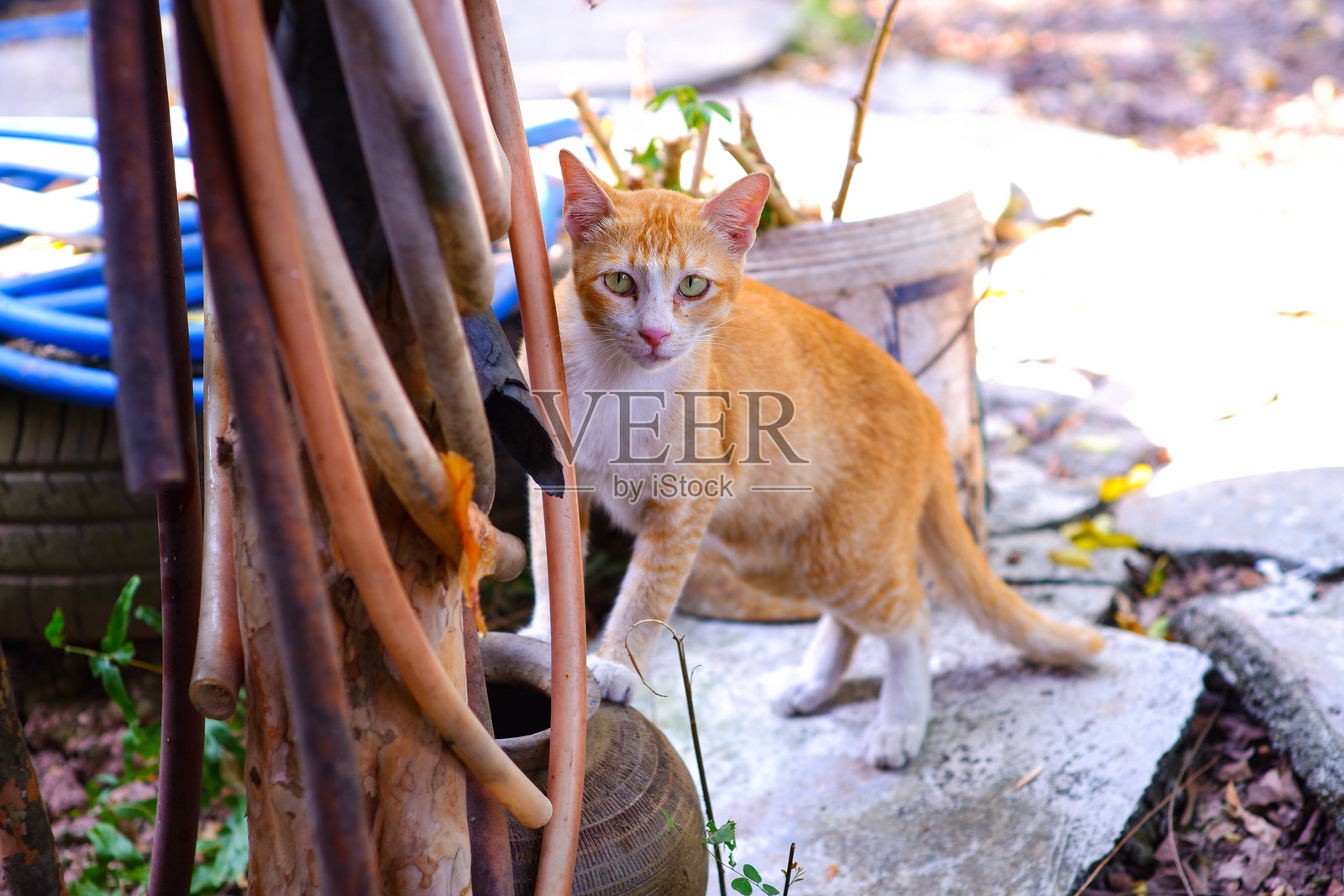 后院厨房里的猫照片摄影图片