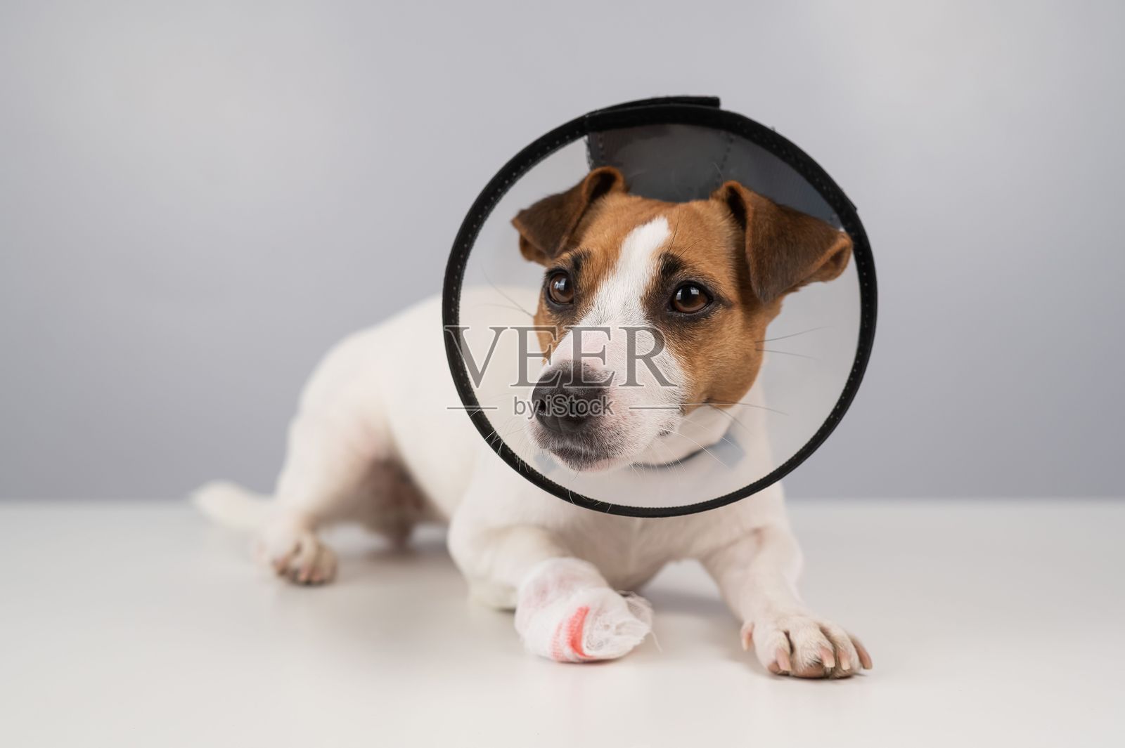 戴着圆形颈圈、脚上缠着绷带的杰克拉塞尔梗犬。照片摄影图片