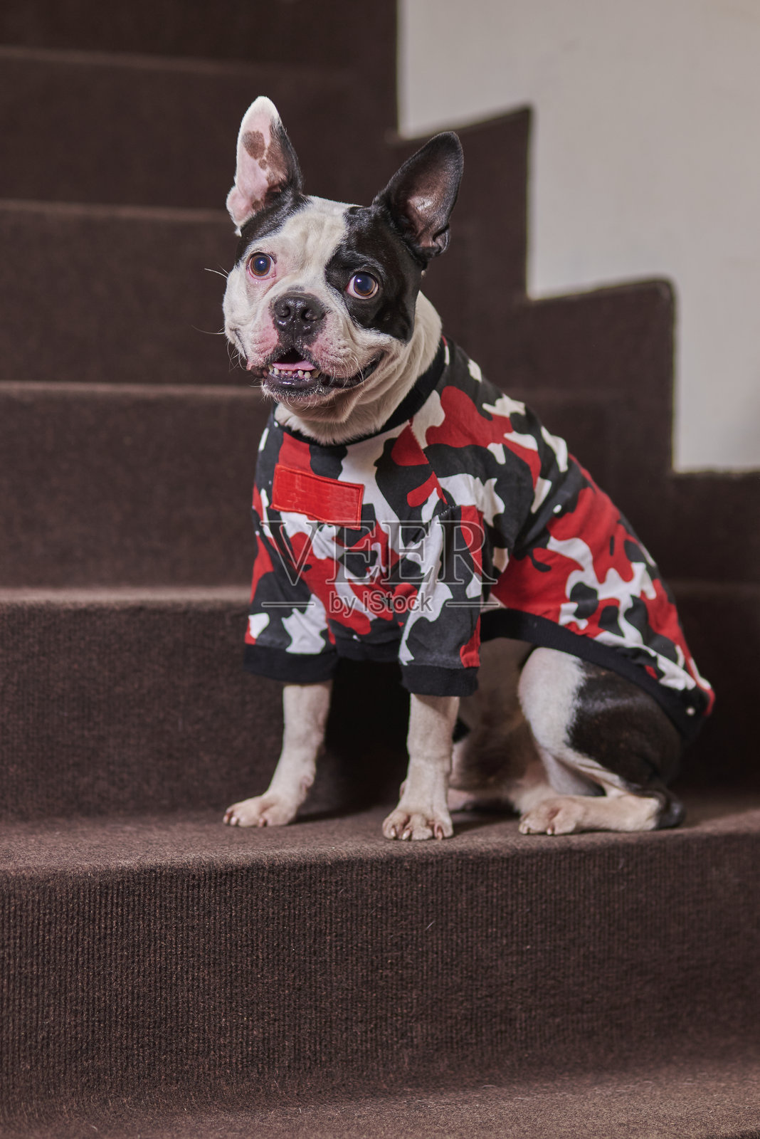 国家为宠物穿衣日：一只穿着犬类迷彩服的宠物照片摄影图片