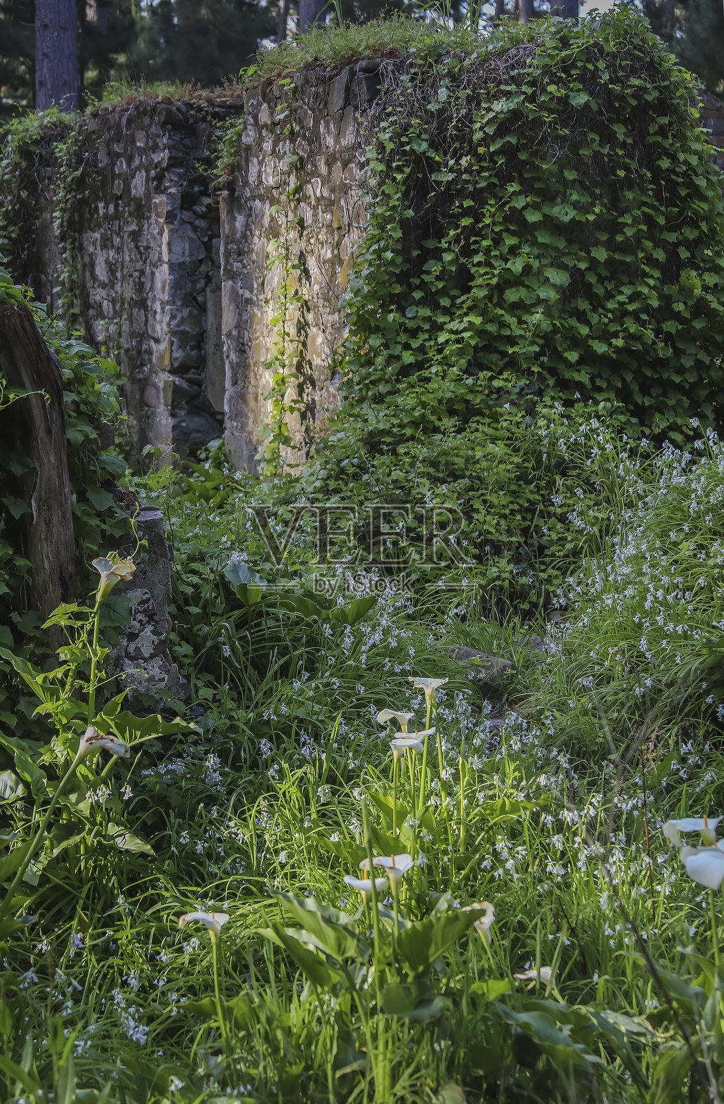 被绿色植物和白色马蹄莲覆盖的废弃石屋遗迹，位于宁静的澳大利亚森林中，展现自然的力量照片摄影图片