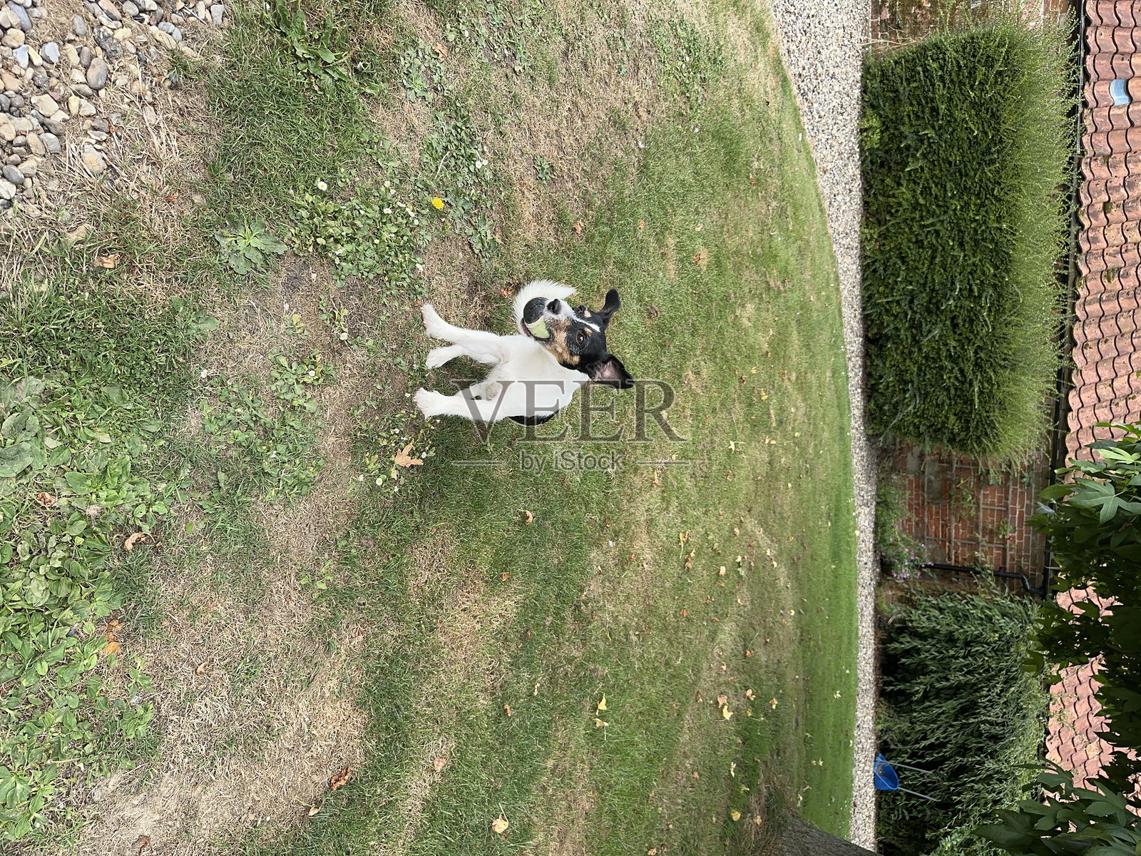 杰克罗素犬的动态拍摄照片摄影图片