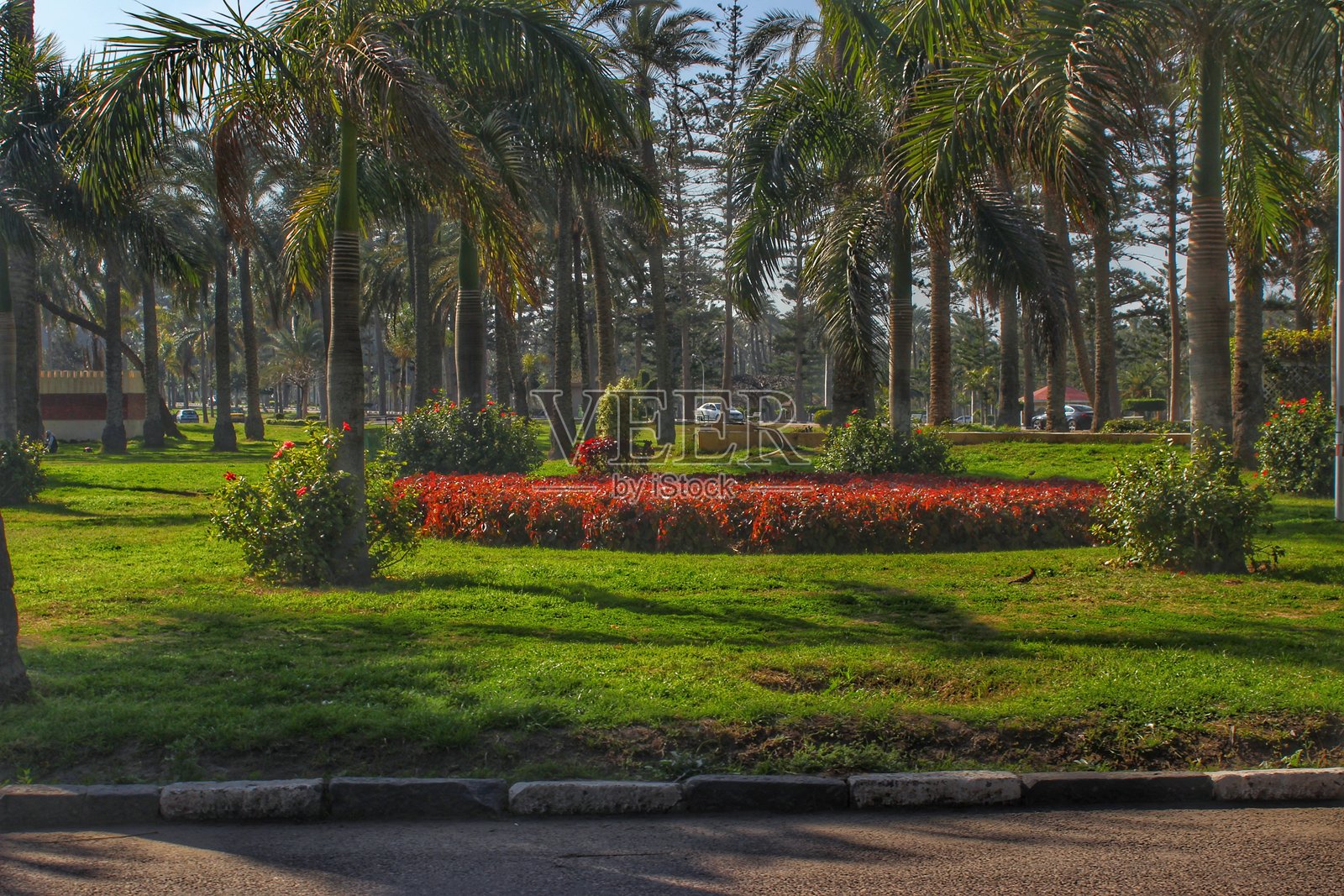 花朵照片摄影图片