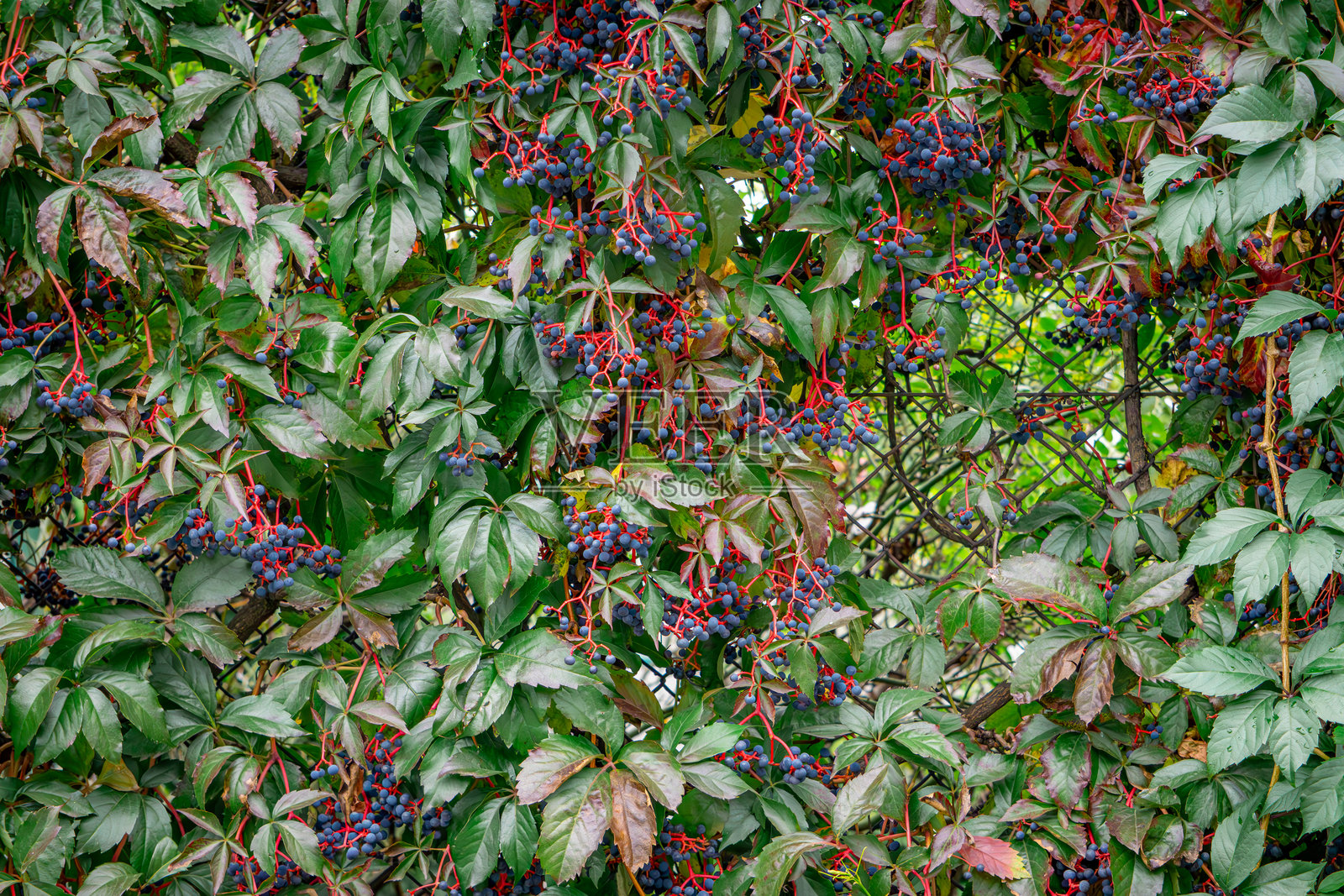 盛开的攀缘常春藤覆盖在围栏网格上。秋季花卉装饰。照片摄影图片