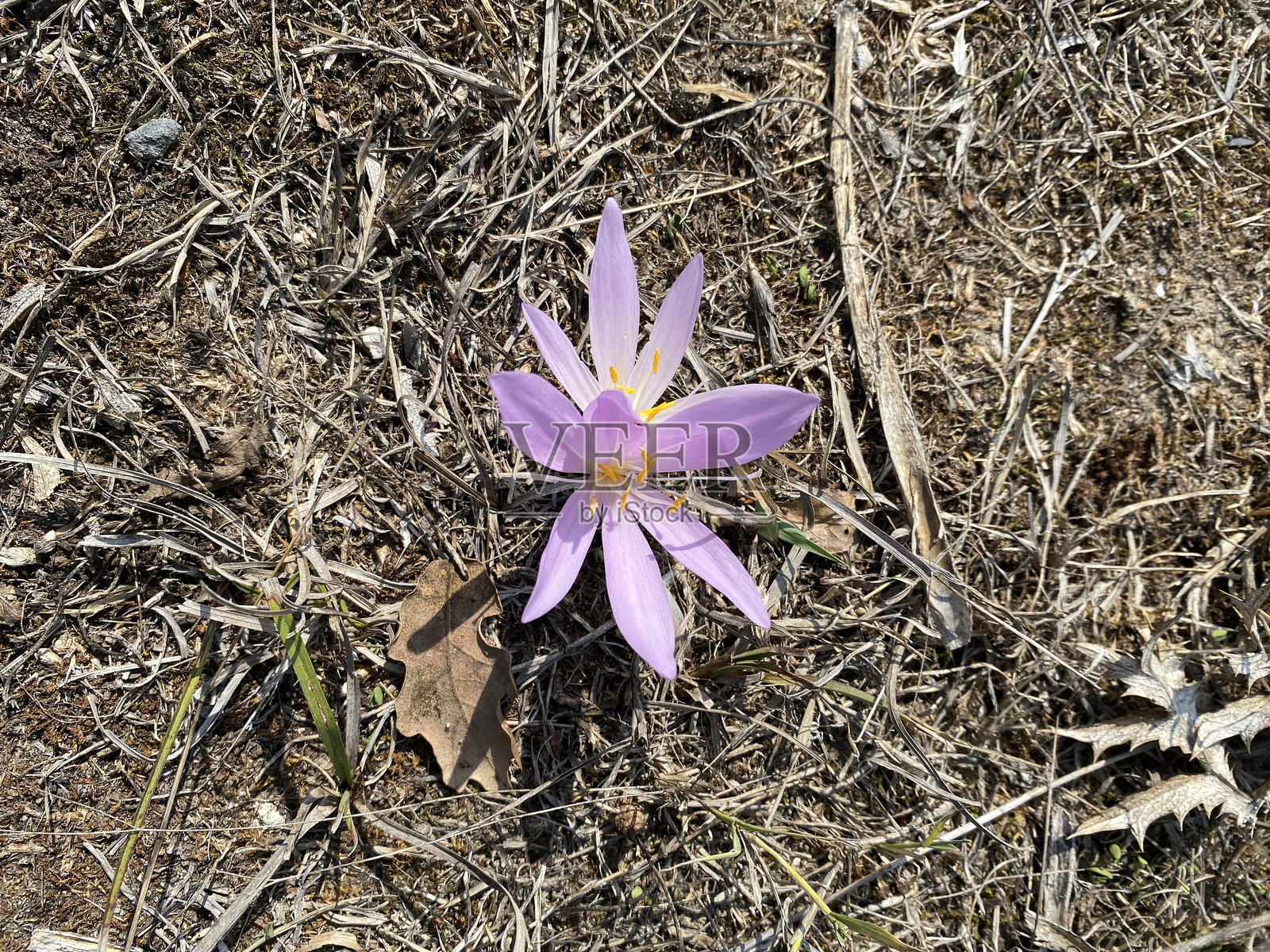 粉色花朵照片摄影图片