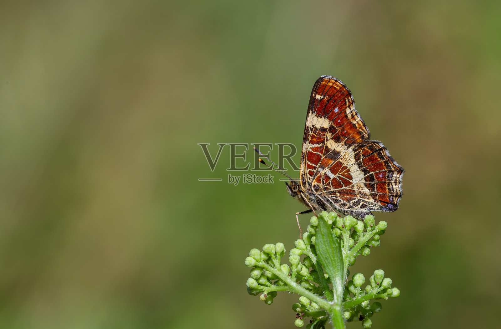 阿拉斯基尼亚·莱瓦纳照片摄影图片