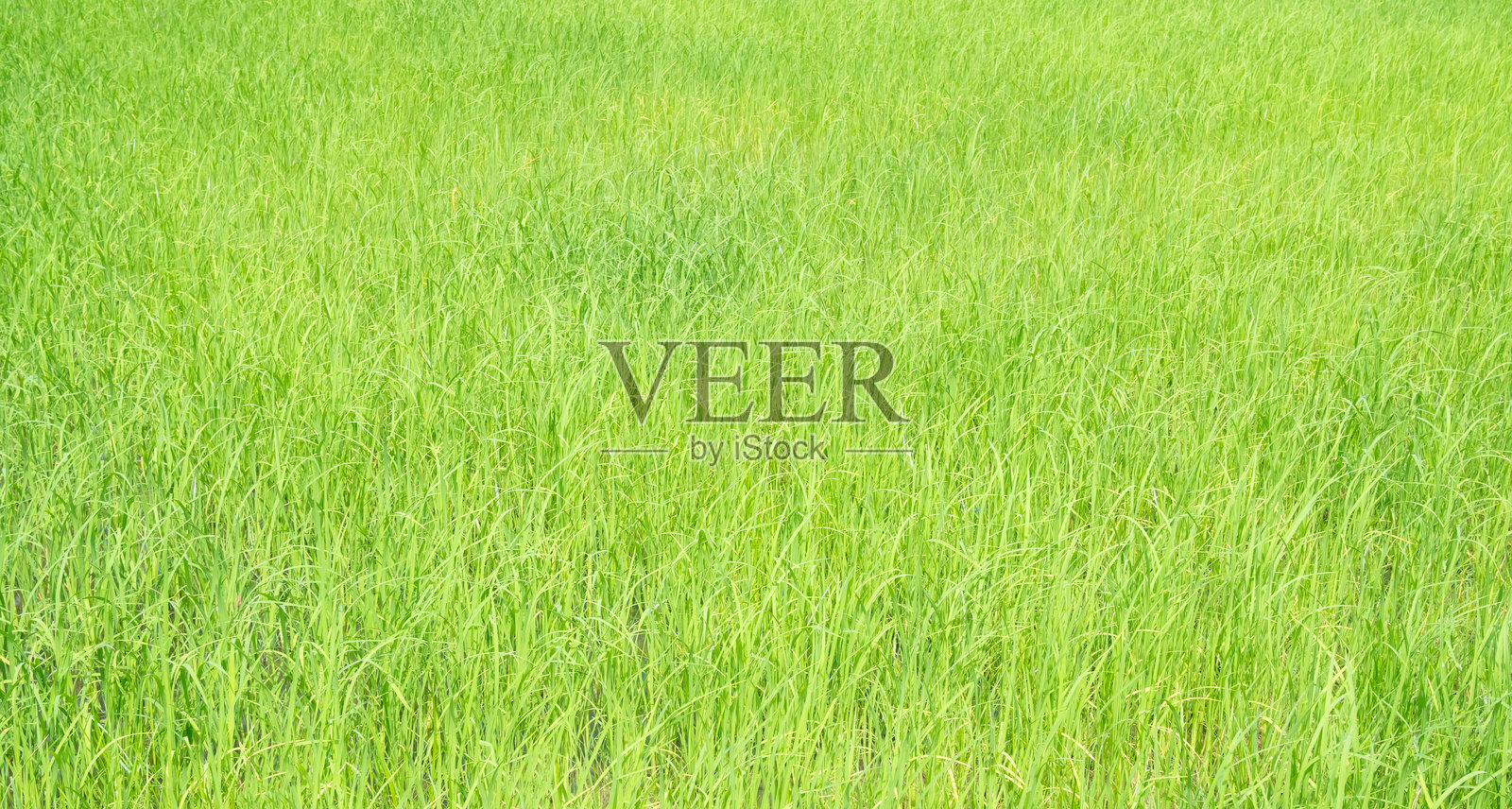 稻田农田照片摄影图片