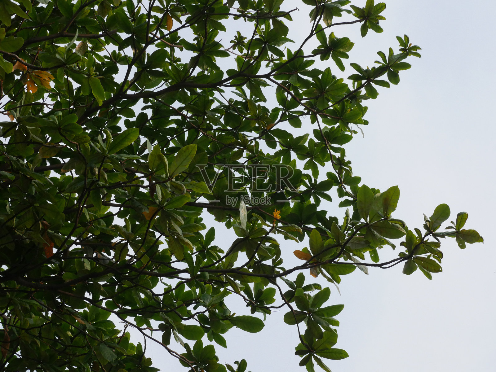 向天空伸展：一根树枝在多云的天空中形成剪影照片摄影图片