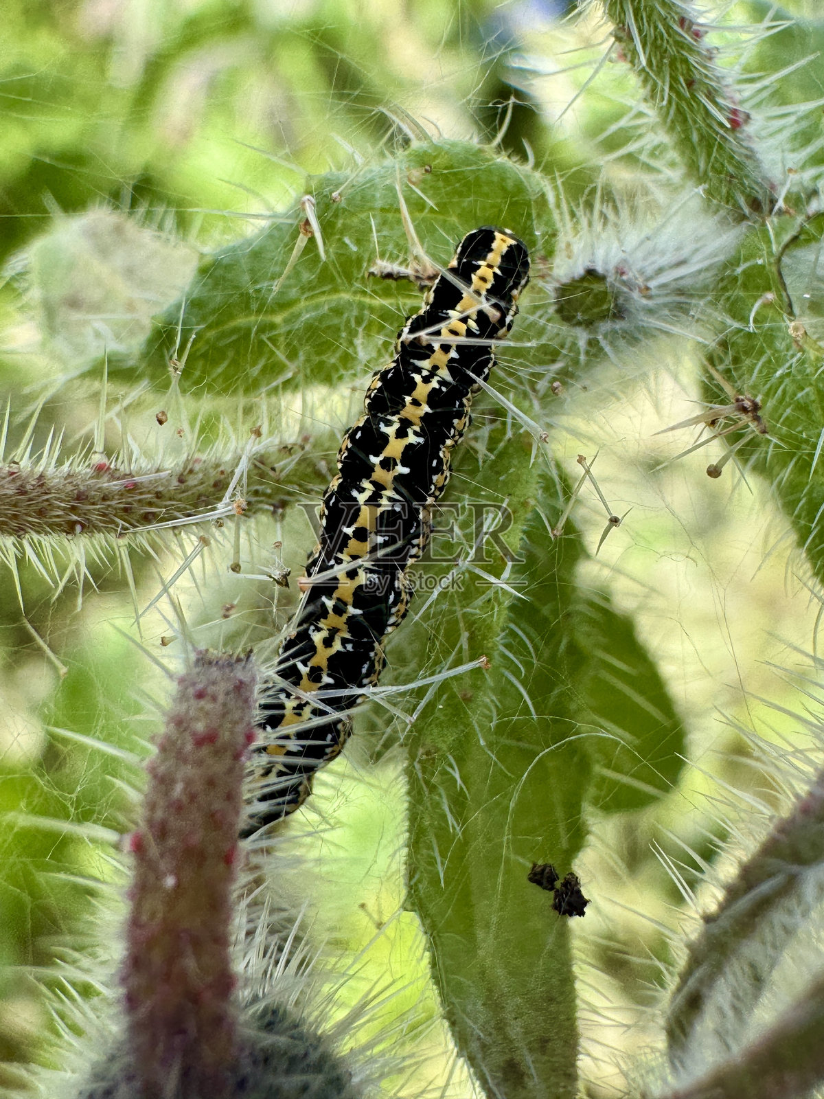 金色闪亮的毛虫在盛开的花朵上休息。照片摄影图片