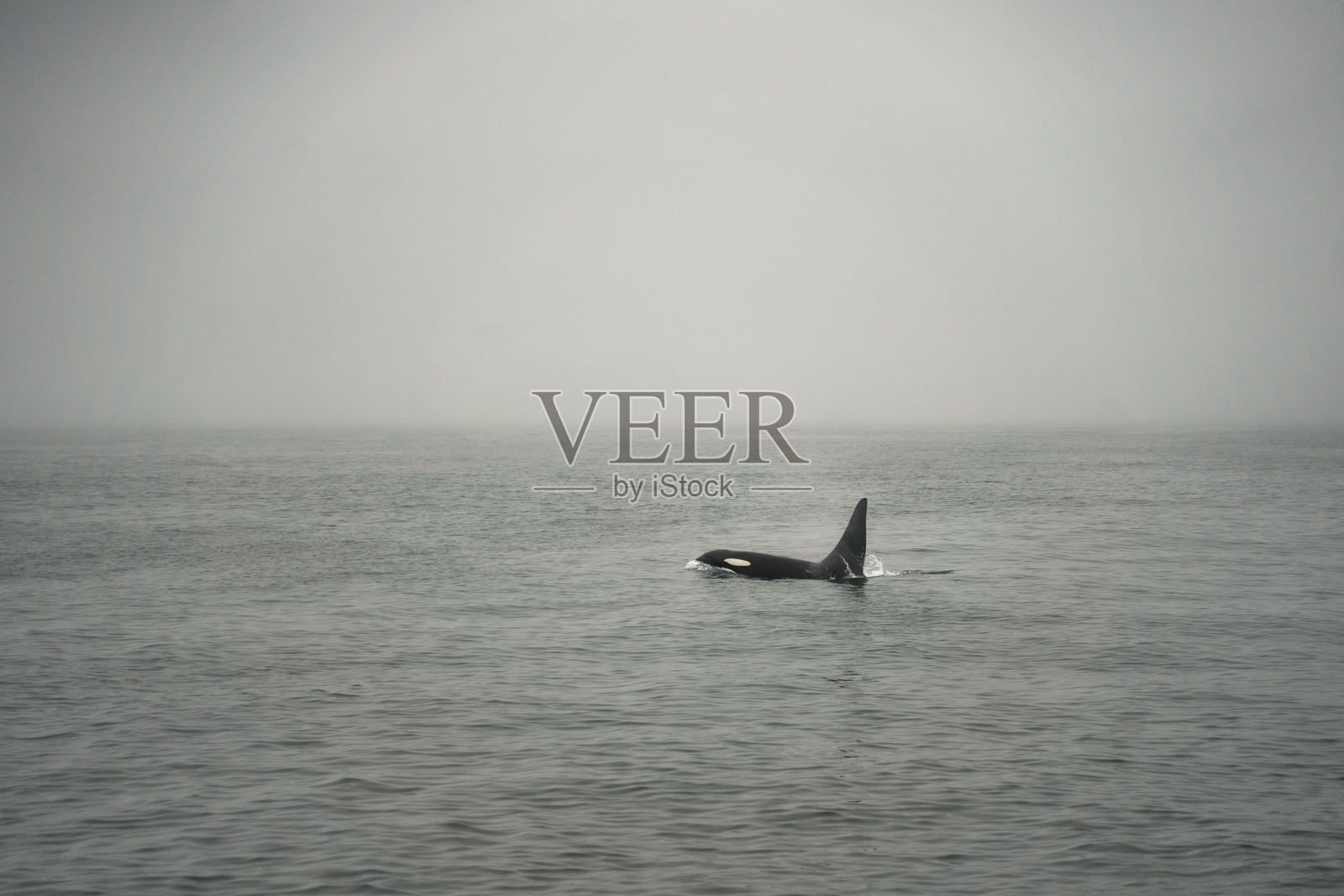 雄伟的虎鲸优雅地游弋在神秘的雾蒙蒙的海洋水域中照片摄影图片